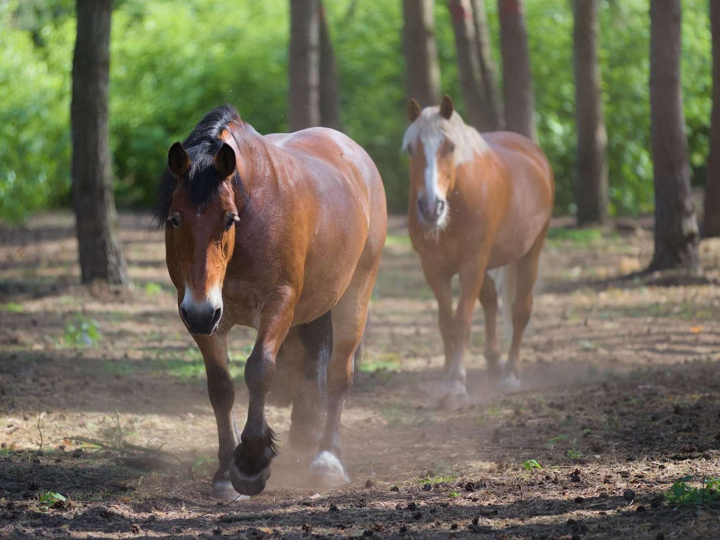 Ansicht 1 von Pferde- und Osteopathiepraxis Tierärztin Julia König Falkensee