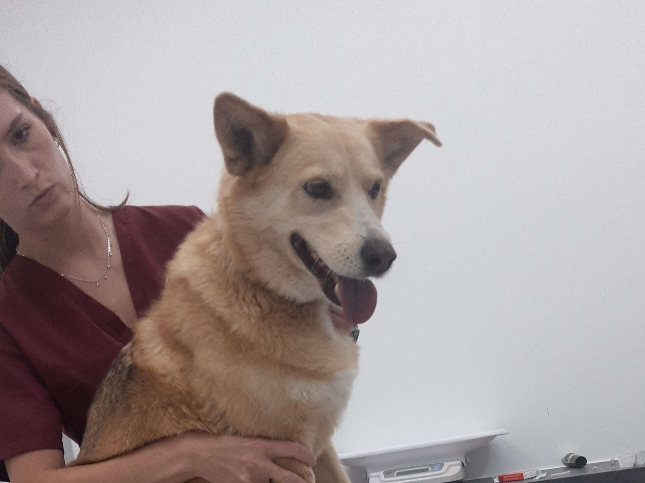 Ansicht 2 von Tierklinik Dr. Schneichel