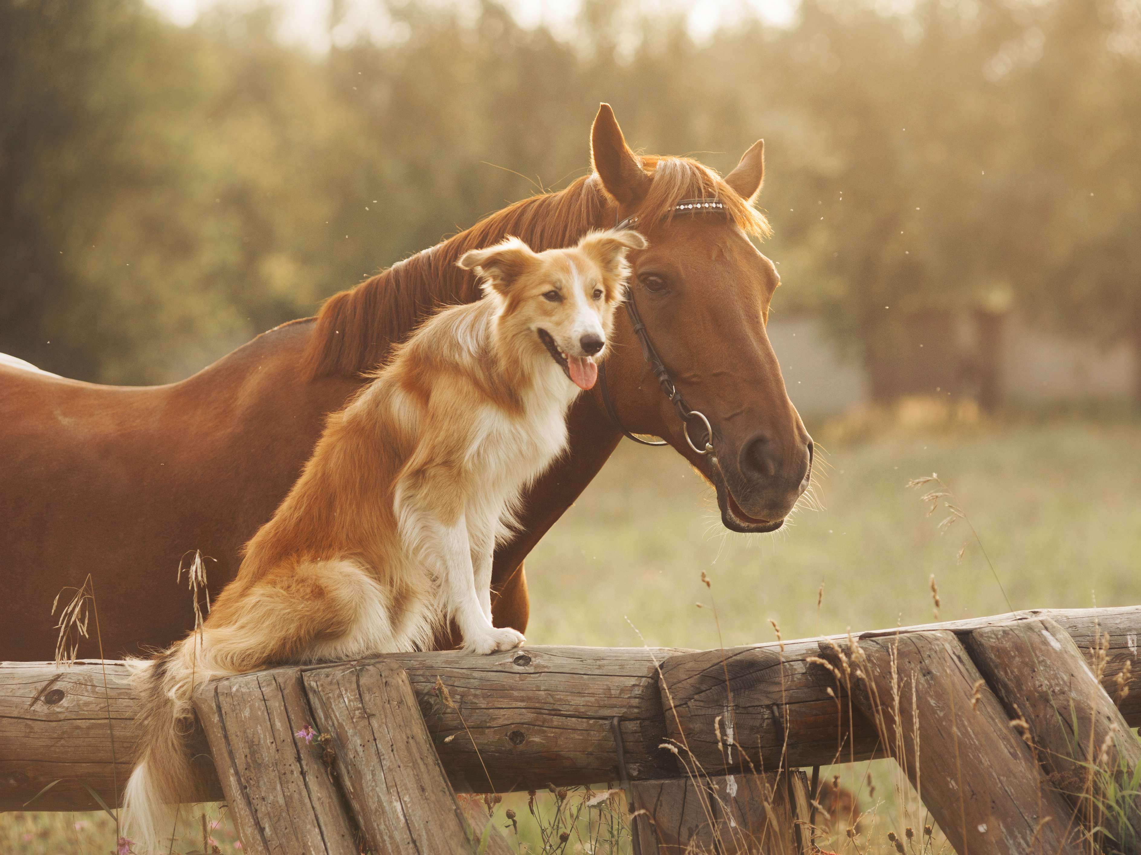 Ansicht 2 von Tierarztpraxis Donnadieu - Chiropraktik & Osteopathie für Pferde und Hunde