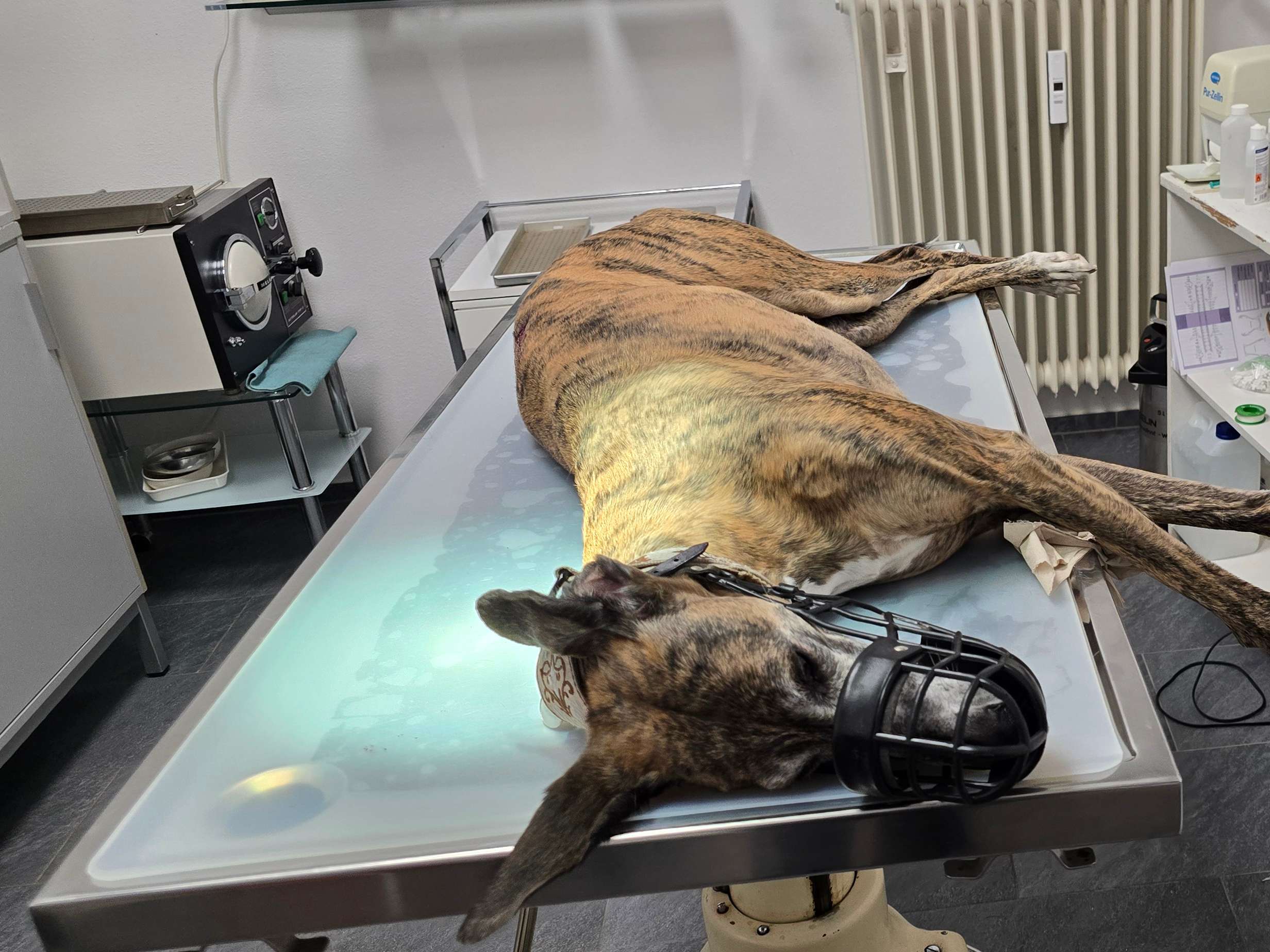 Ansicht 3 von Dr.med.vet. Inga Bräuning Tierärztin
