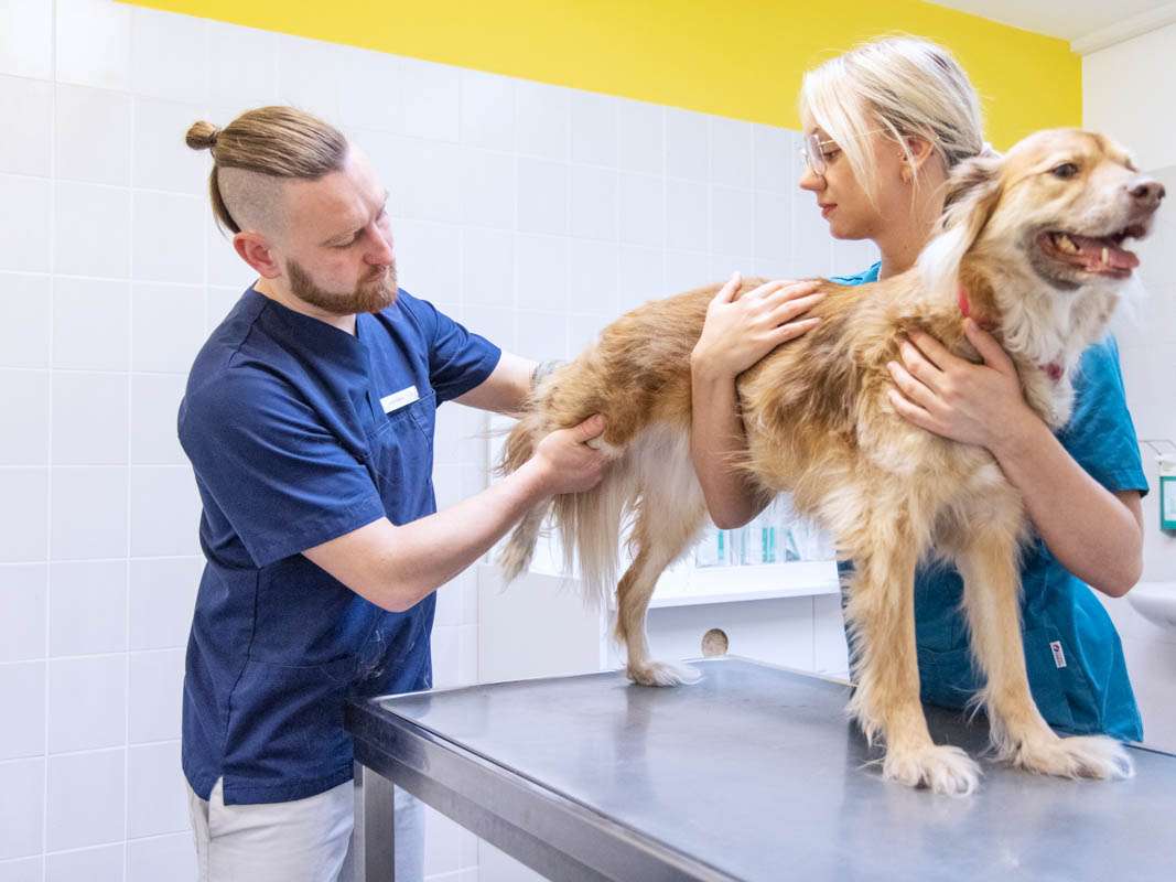 Ansicht 2 von Tiermedizin Hochmoor - Tierärzte IVC Evidensia GmbH