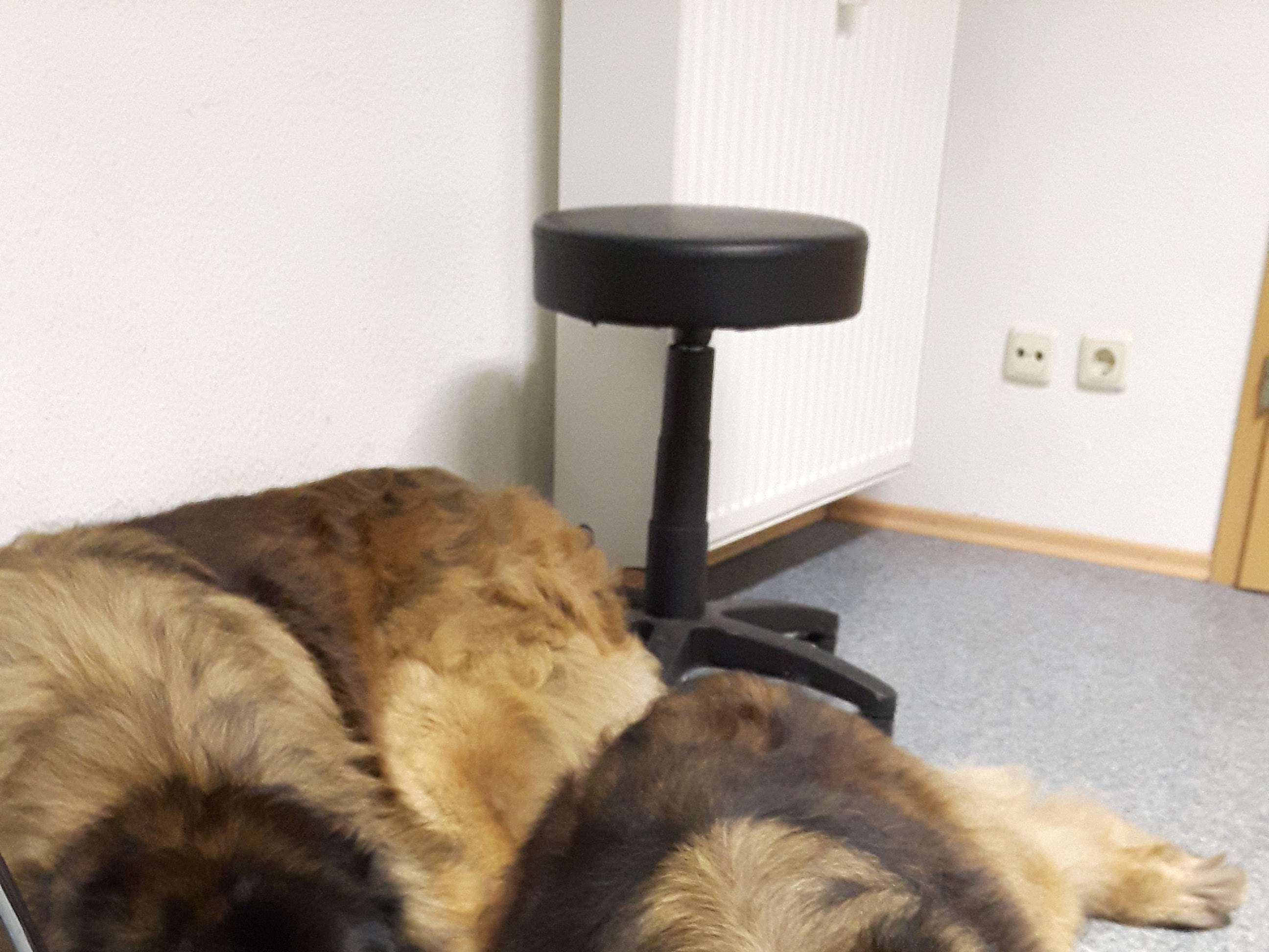Ansicht 2 von Tiergesundheitszentrum Trier