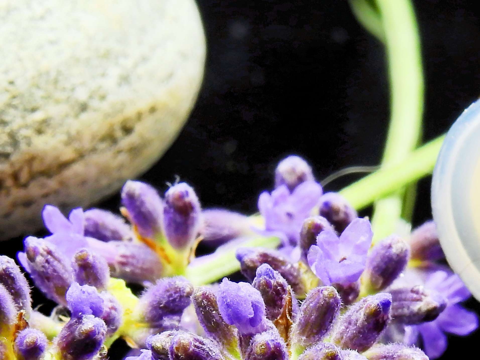 Ansicht 1 von Tierheilpraxis für Groß- und Kleintiere: Eva Bode