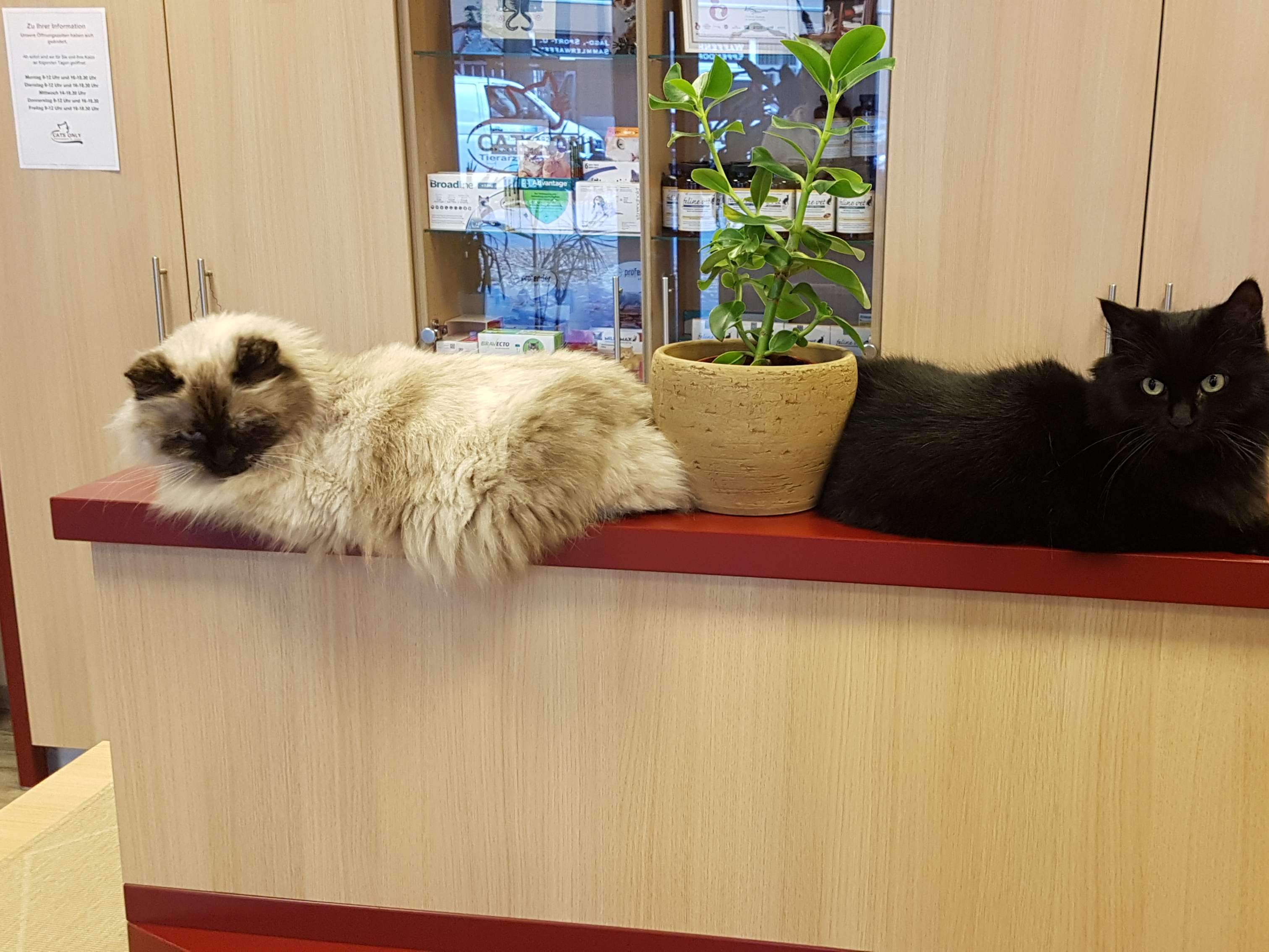 View 3 of Cats Only -Tierarztpraxis für Katzen