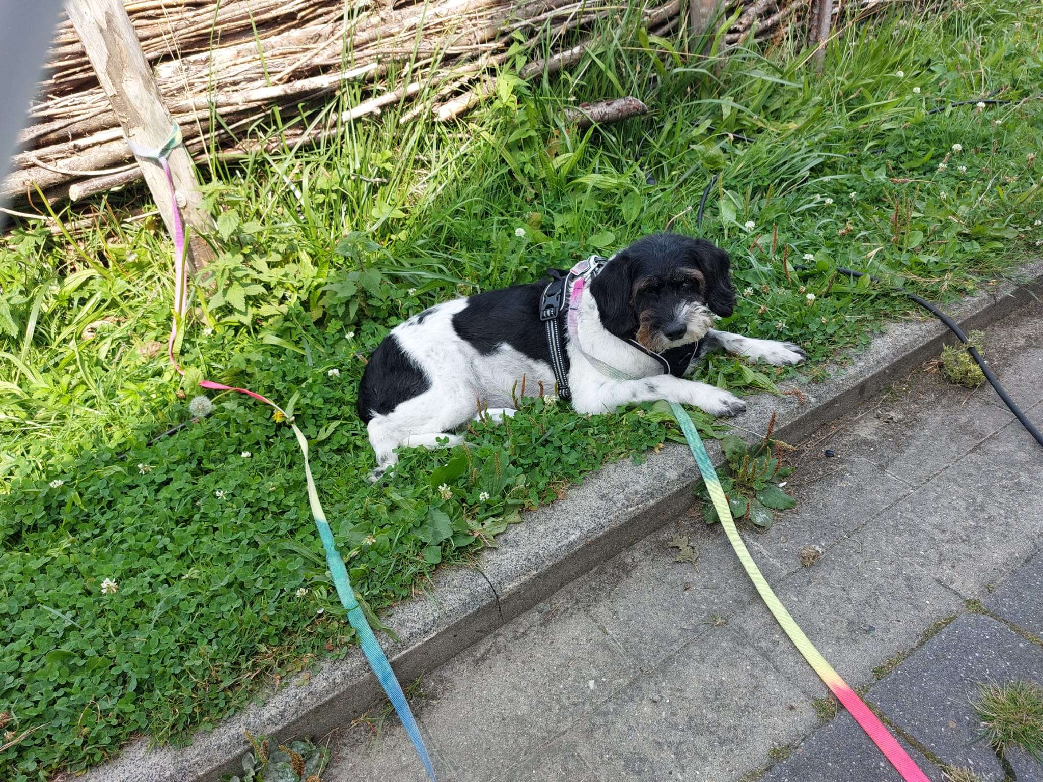 Ansicht 2 von Tierarzt Nadja Plum