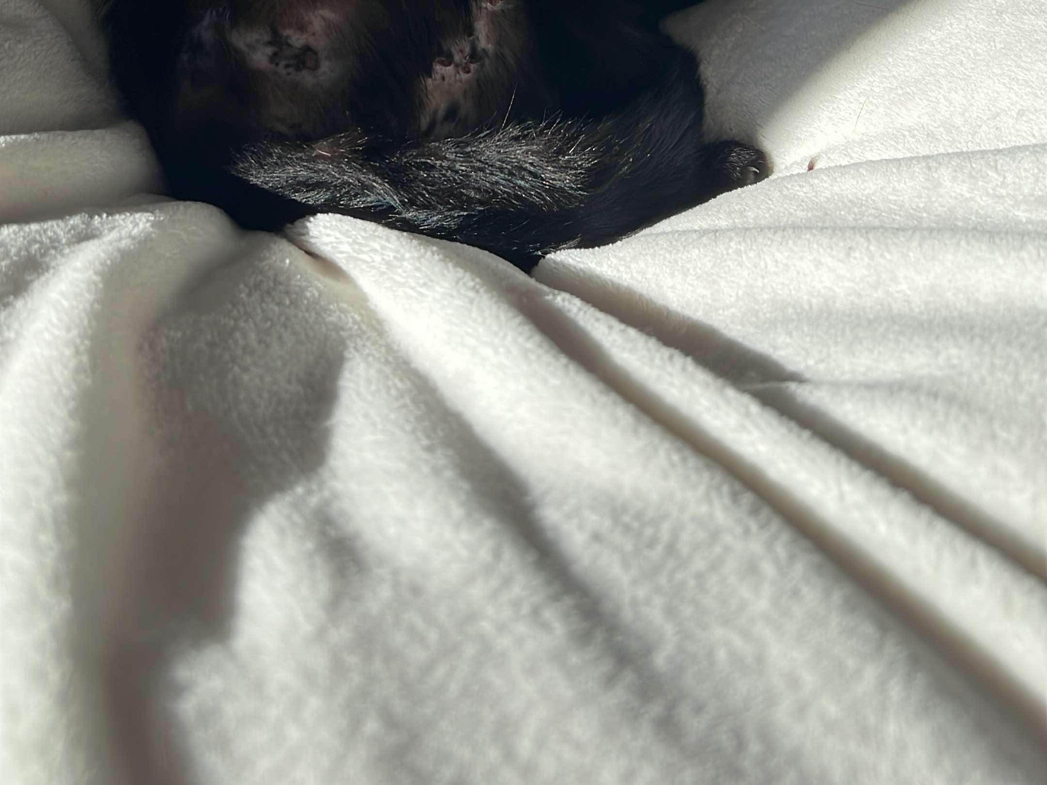 Ansicht 2 von Hund Katze Haut - Königswinter