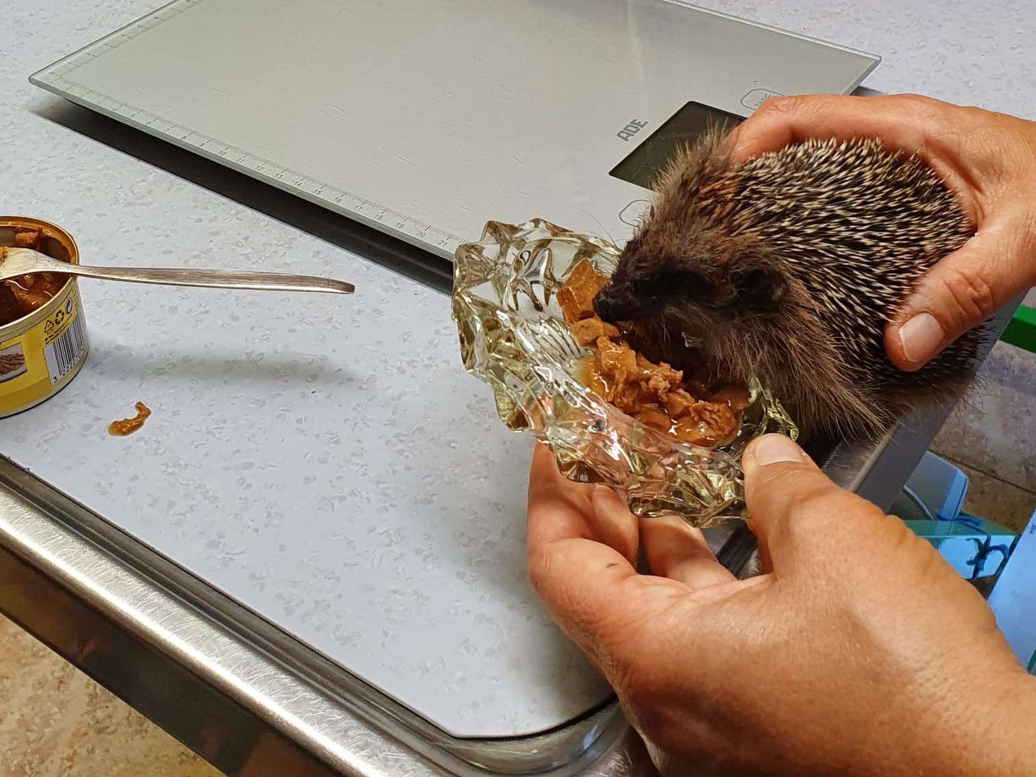 Ansicht 1 von Beatrice Blaurock Tierärztin