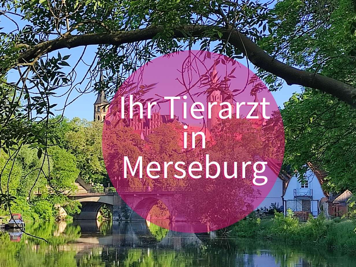 Ansicht 1 von Tierarztpraxis Rollin
