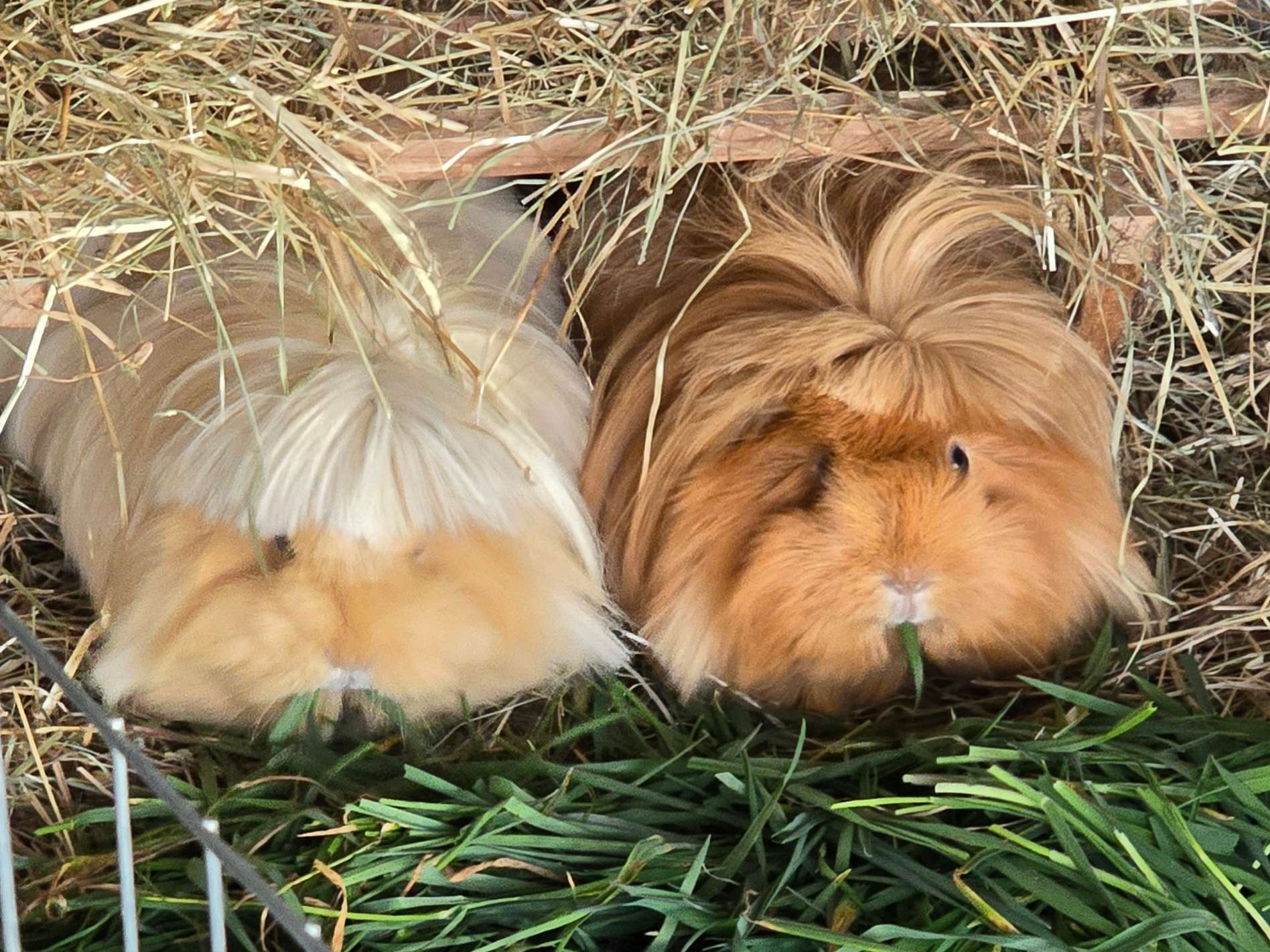 Ansicht 1 von Prakt. Tierärztin Dr. Doris Bennewitz-Becker