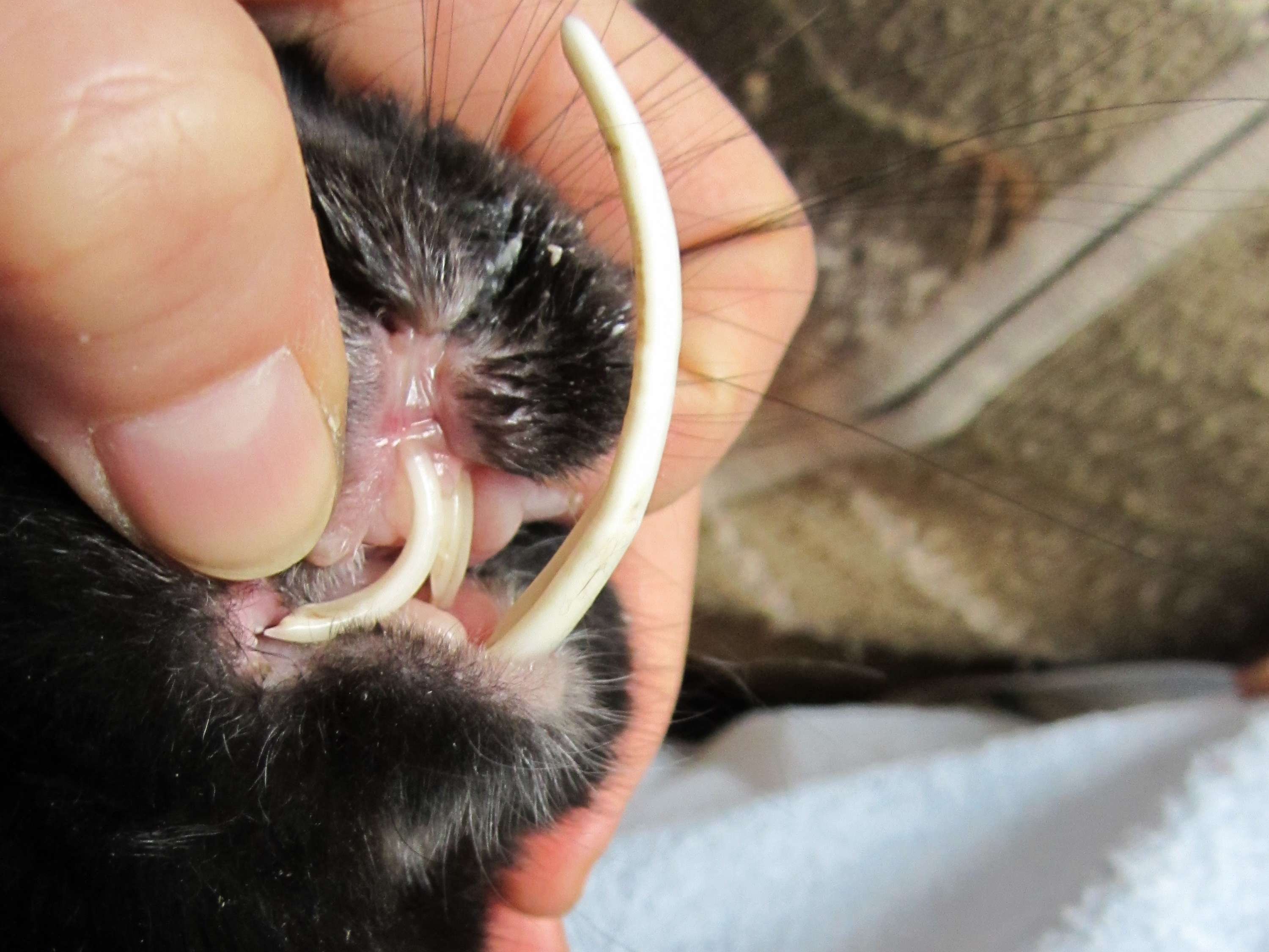Ansicht 3 von Tierarzt Mobil Kleintierpraxis & Hausbesuche Dr. med. vet. Corinna Heidrich