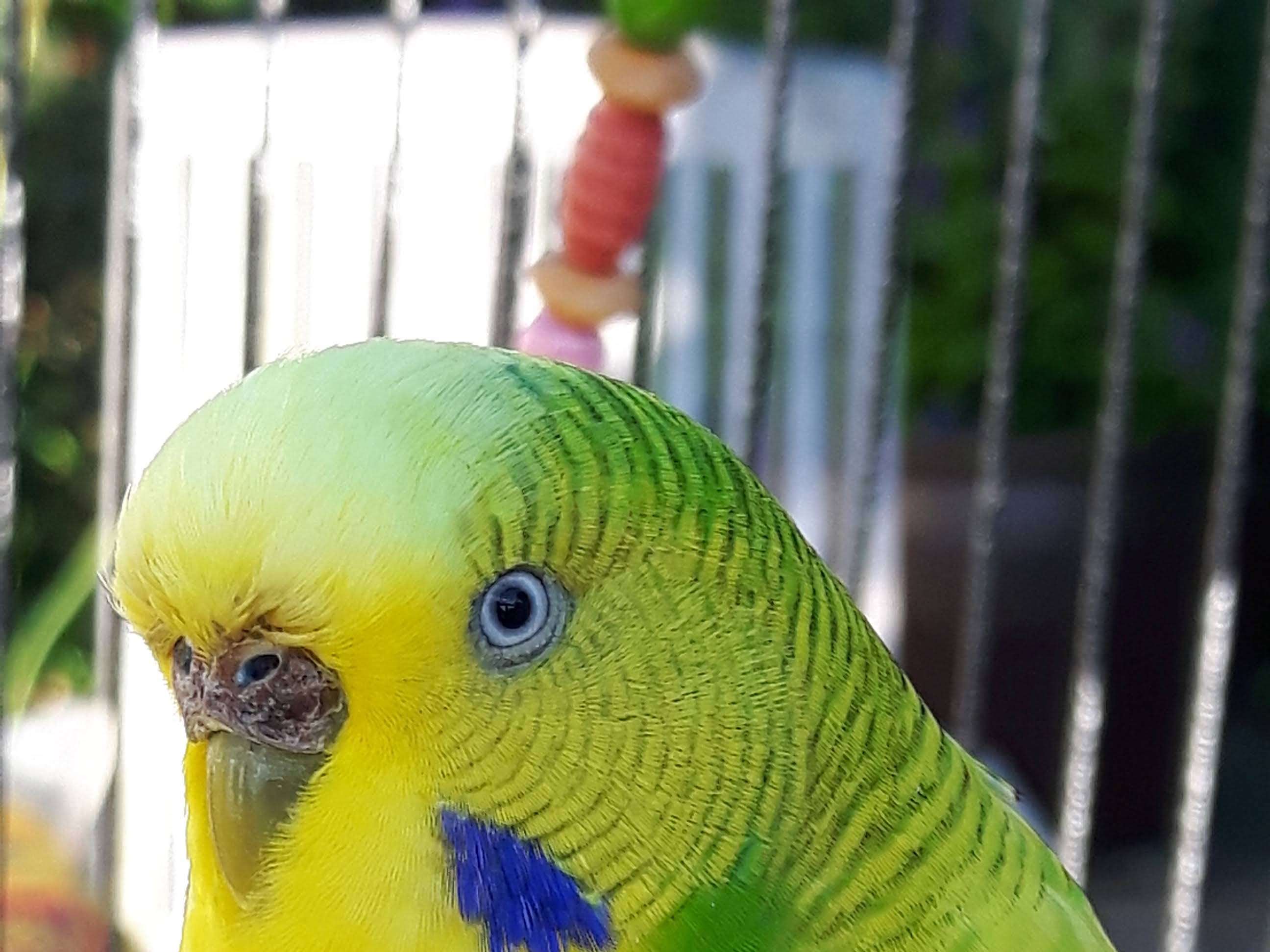 Ansicht 2 von Dr. Petra Zsivanovits Tierärztliche Praxis für Vogelmedizin