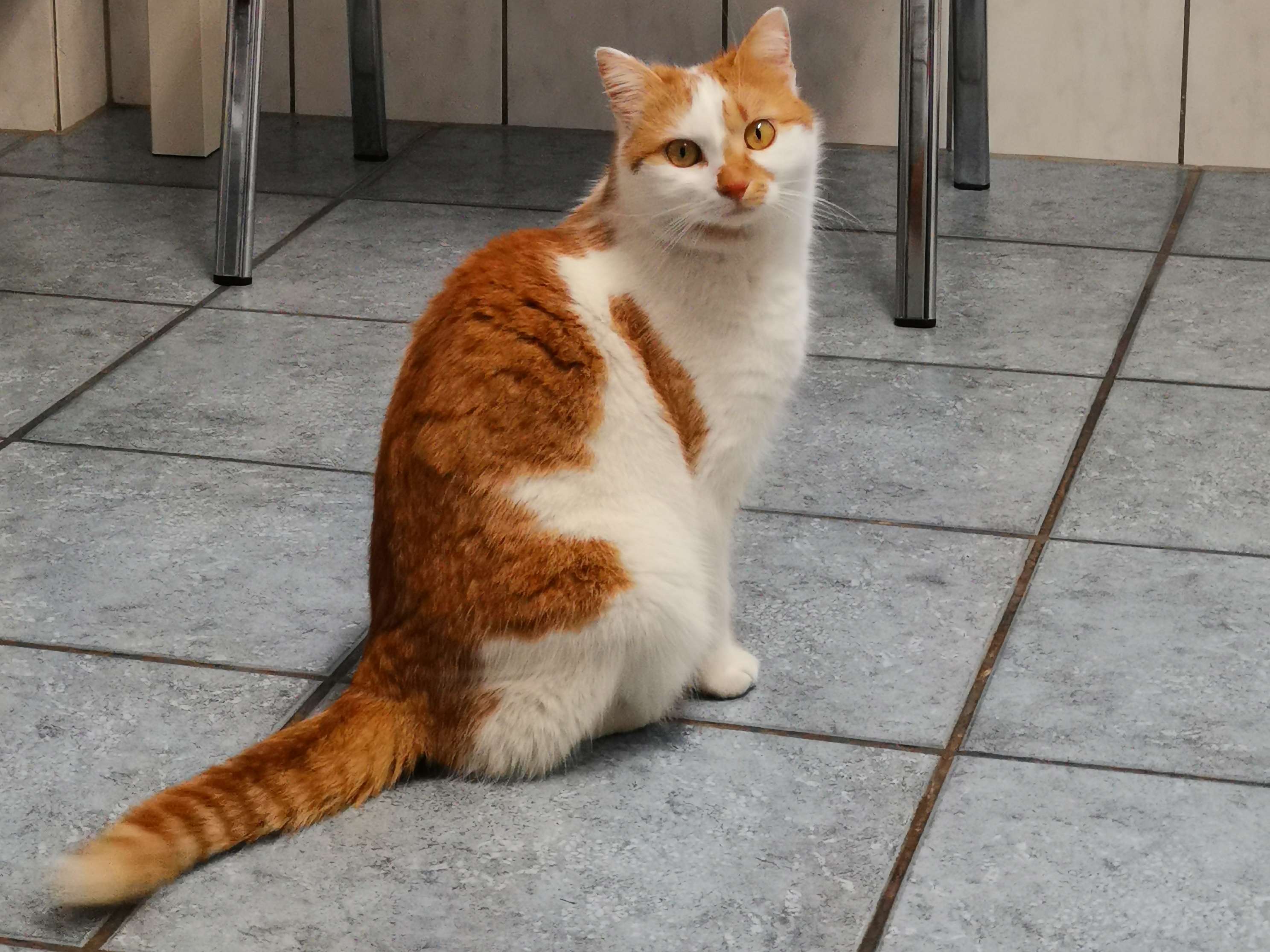 Ansicht 1 von Tierärztliche TagesKlinik Jekel