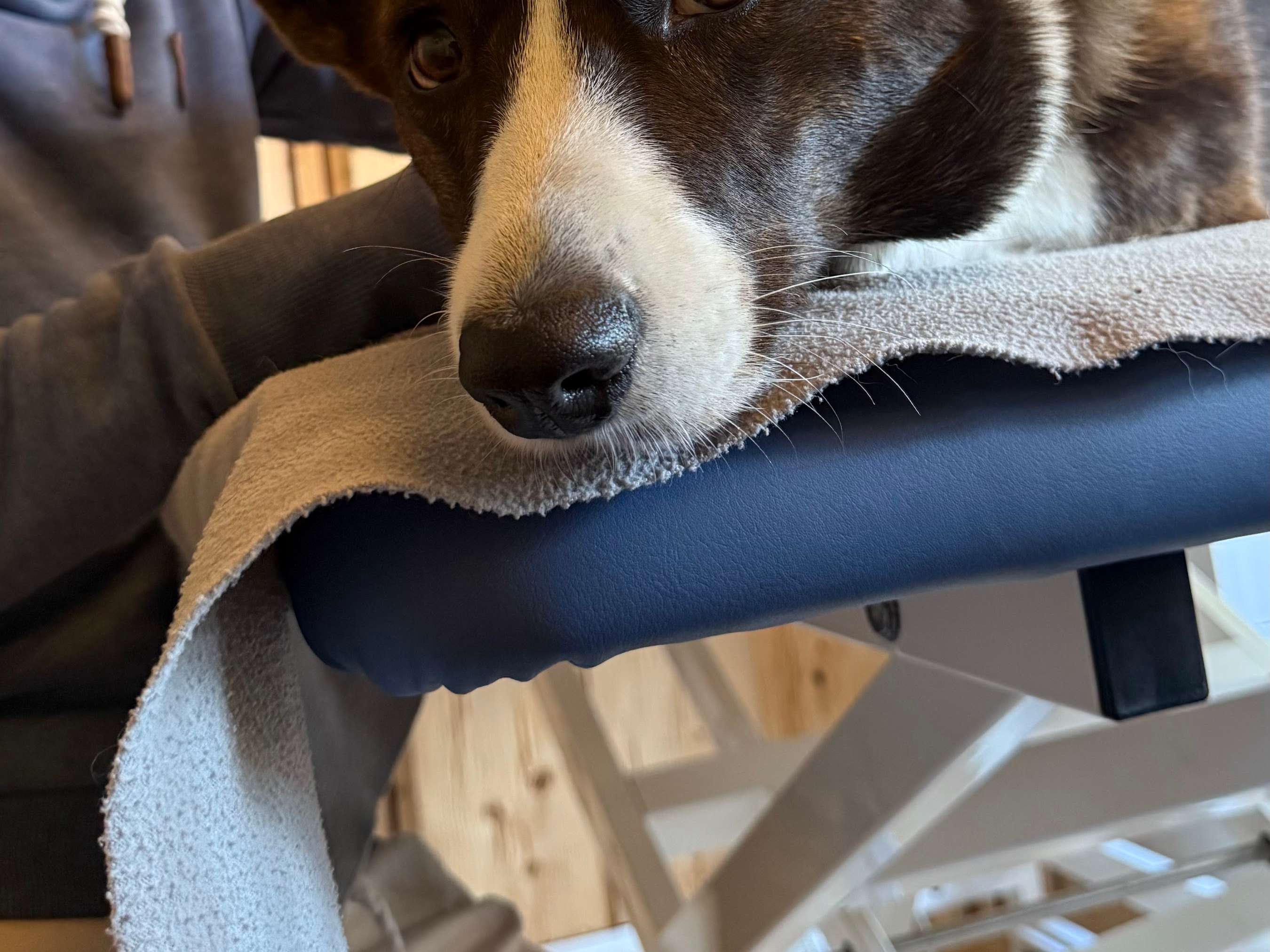 Ansicht 1 von Tiertherapie Lilli Louis