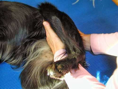 Ansicht 2 von Hundephysiotherapie Birgit Wendt