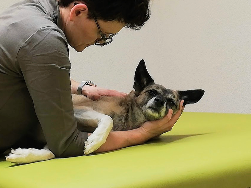 Ansicht 1 von Physiotherapie, Osteopathie und Chinesische Medizin für Tiere Monique Niedersetz