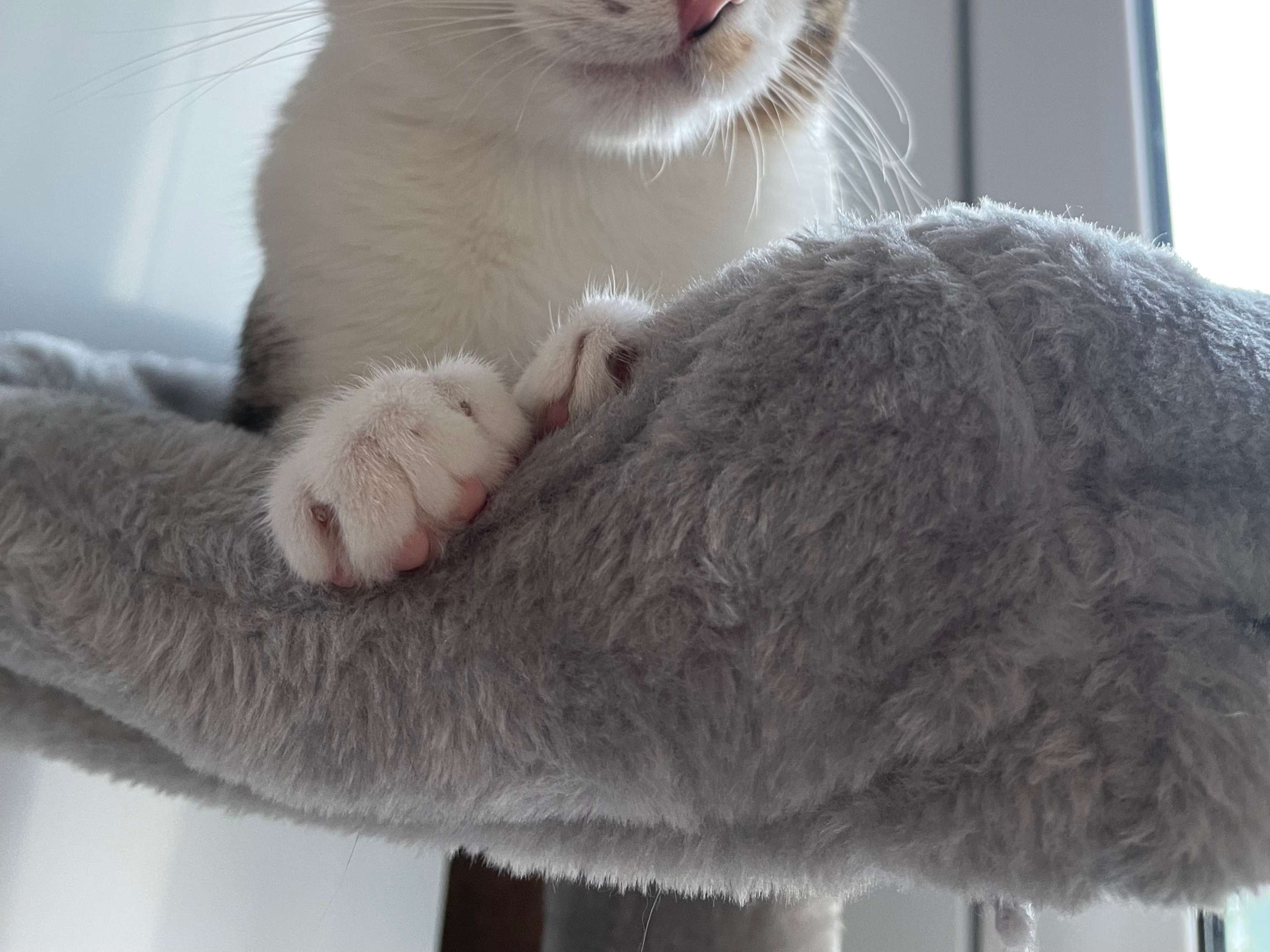 View 1 of Dr.med.vet. Sabine Schweinbeck Tierärztin