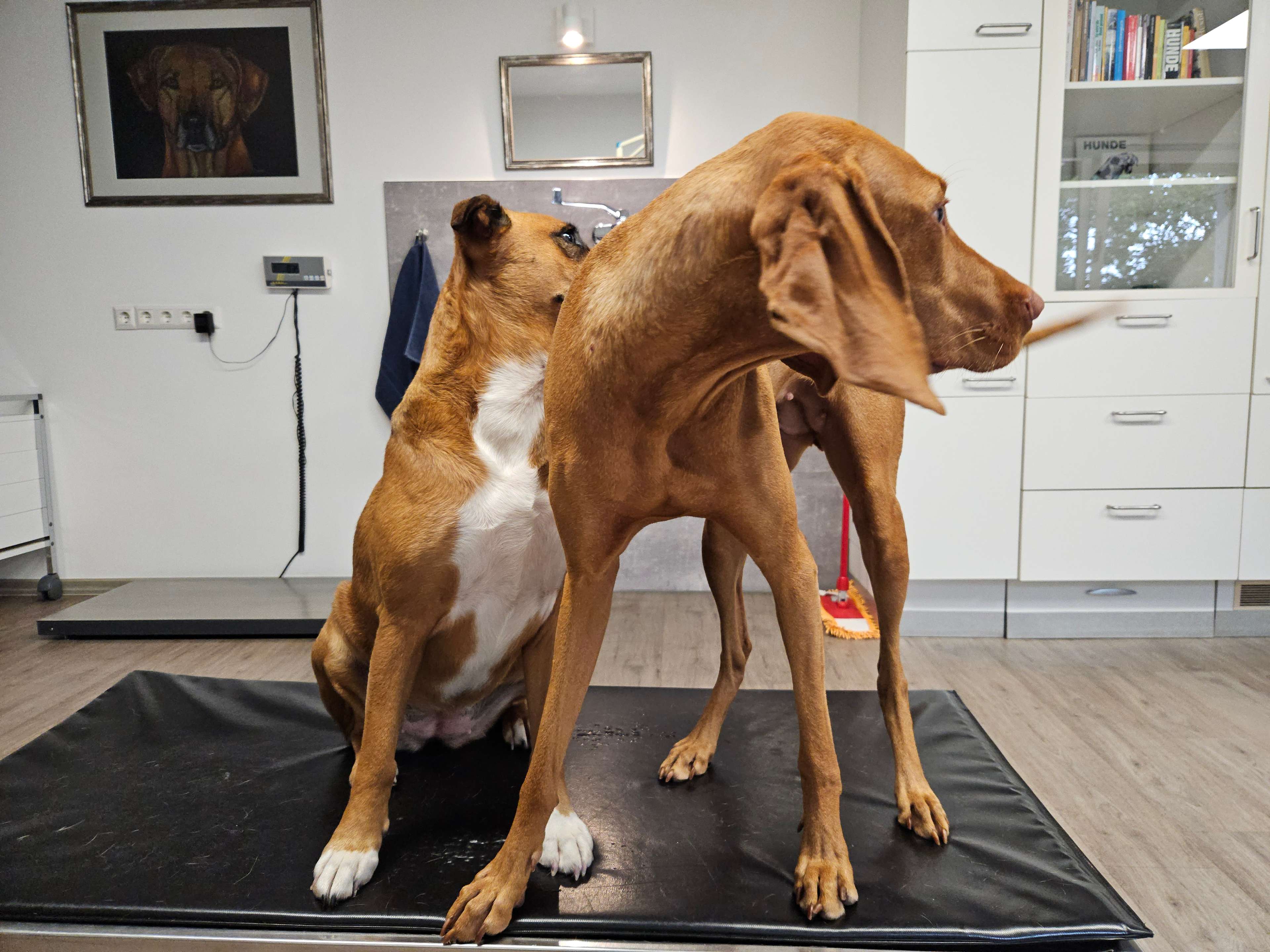 Ansicht 3 von Die HundePraxis Dr. Uta Ostermann