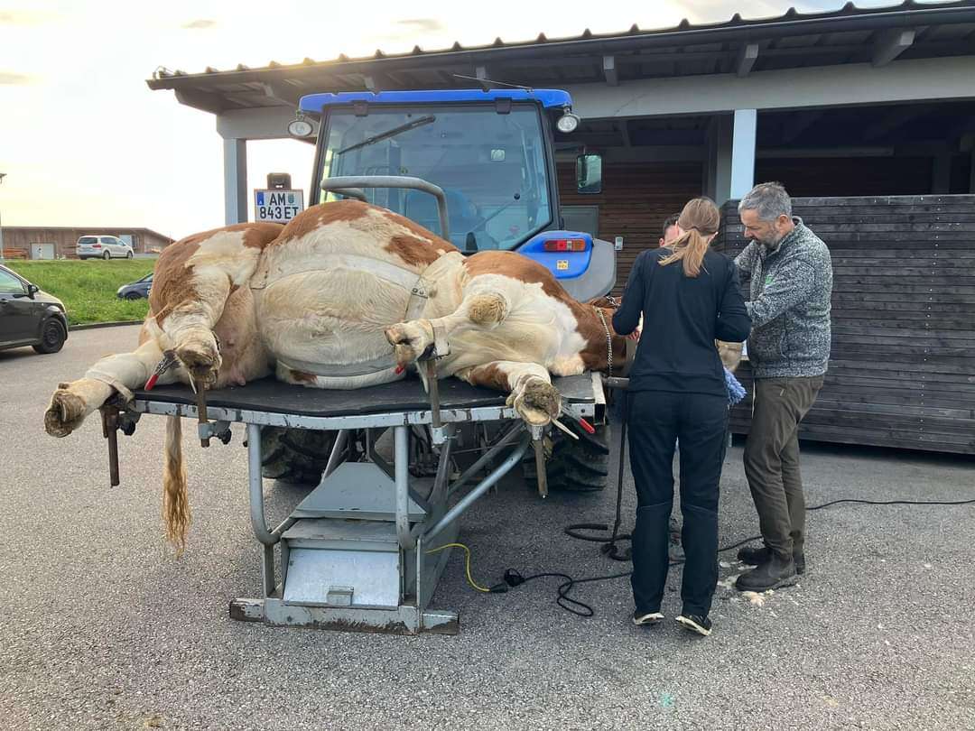 View 2 of VETWorks Strengberg - Mein Netzwerk für Tiergesundheit