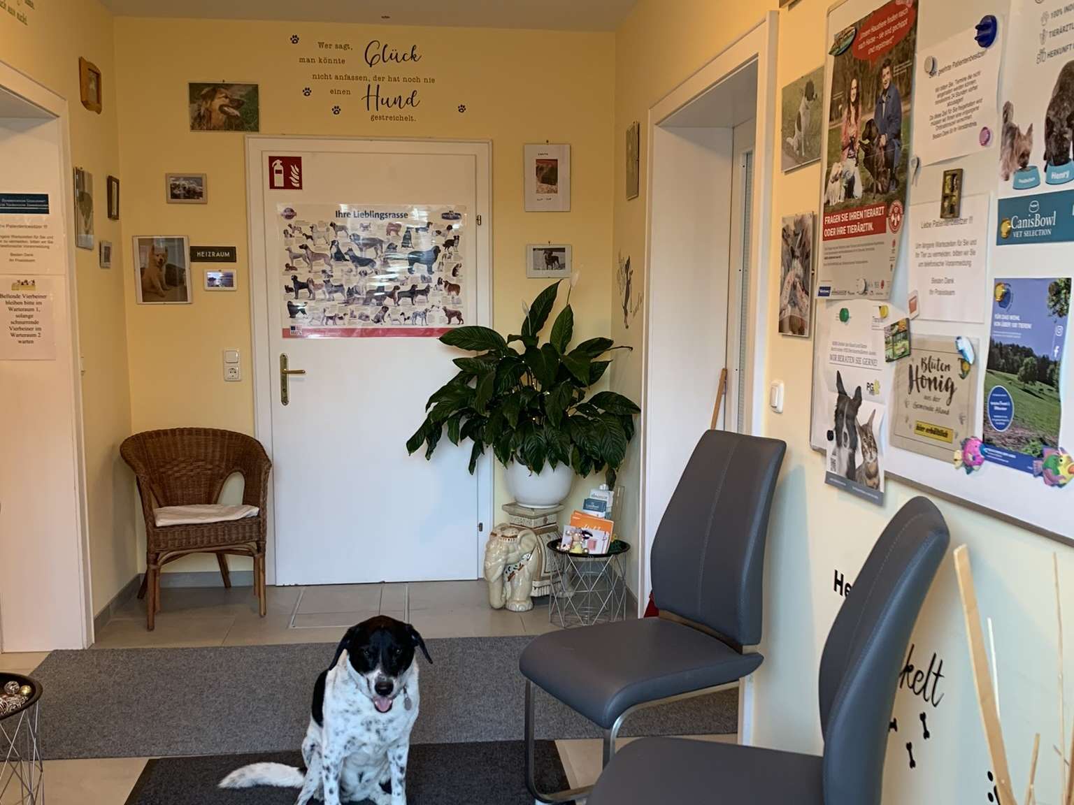 Ansicht 3 von Tierarztpraxis u. Dentalzentrum Alland Dr Nicole Grünwald