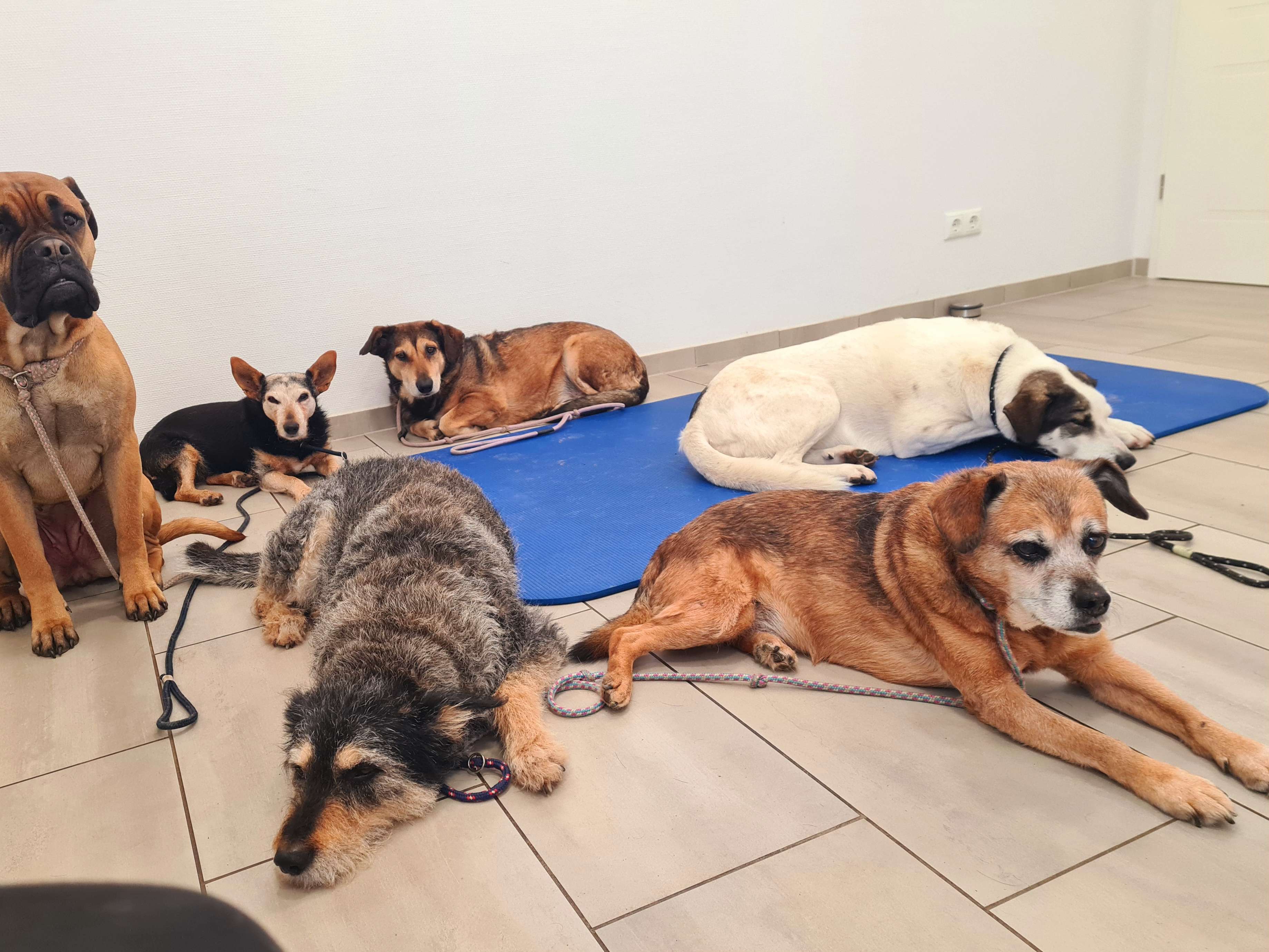 Ansicht 2 von Tierärztliche Praxis für Chiropraktik - Karen Tappenbeck