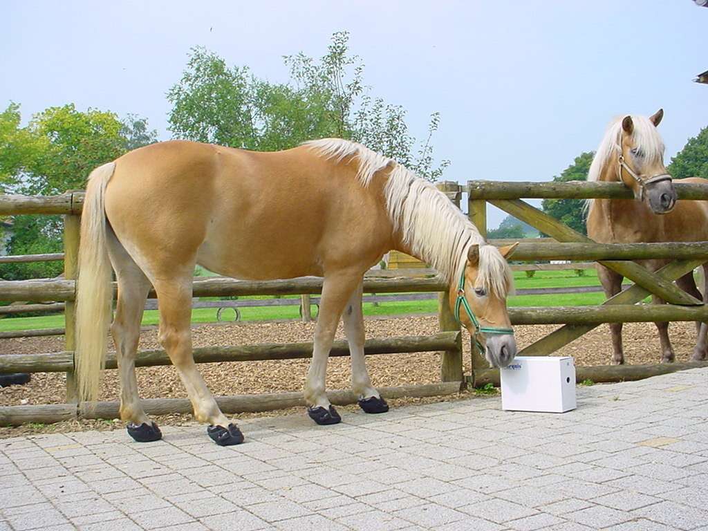 Ansicht 2 von Dr. Helmut Marquis, Tierarzt