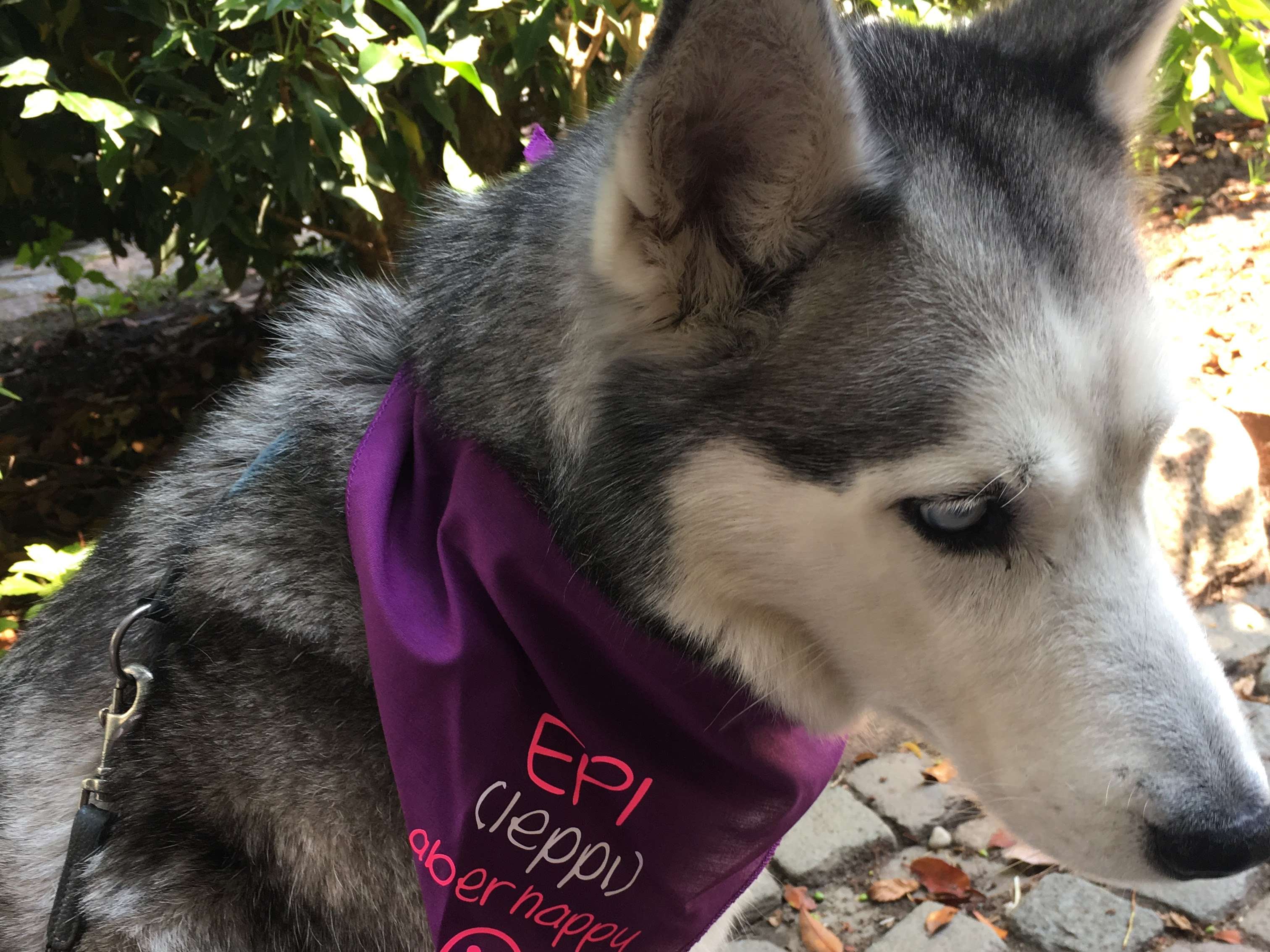 Ansicht 5 von BrainCheck.Pet - Tierärztliche Praxis für Epilepsie (Tierarzt)