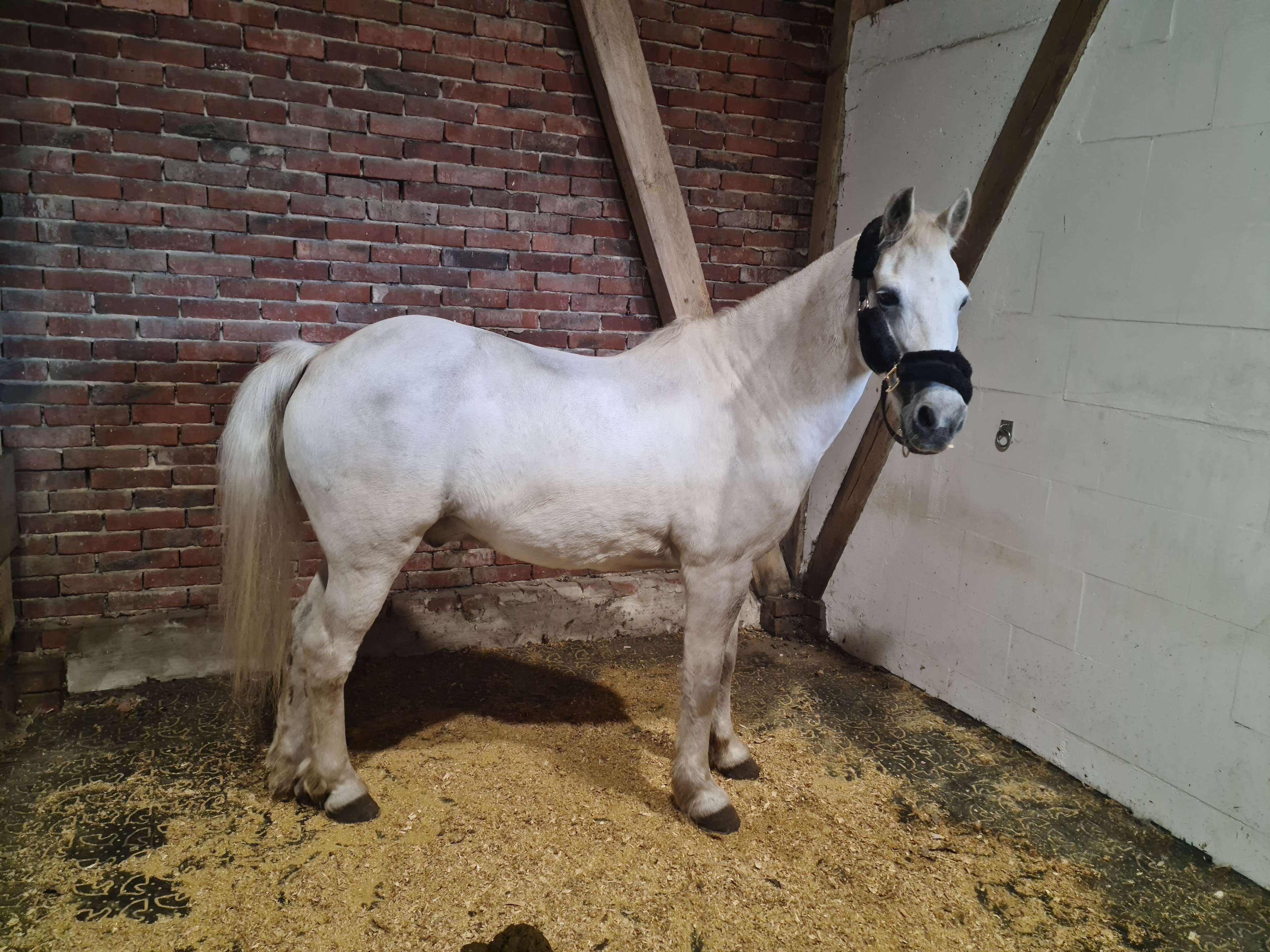 Ansicht 1 von Equine Dental Care Rabea Neubaum-Otte