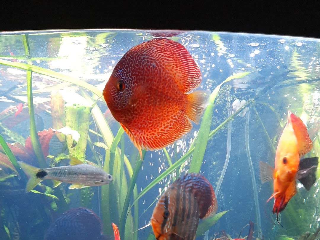 Ansicht 2 von Lechleiter Dr. Sandra Fachtierarzt für Fische
