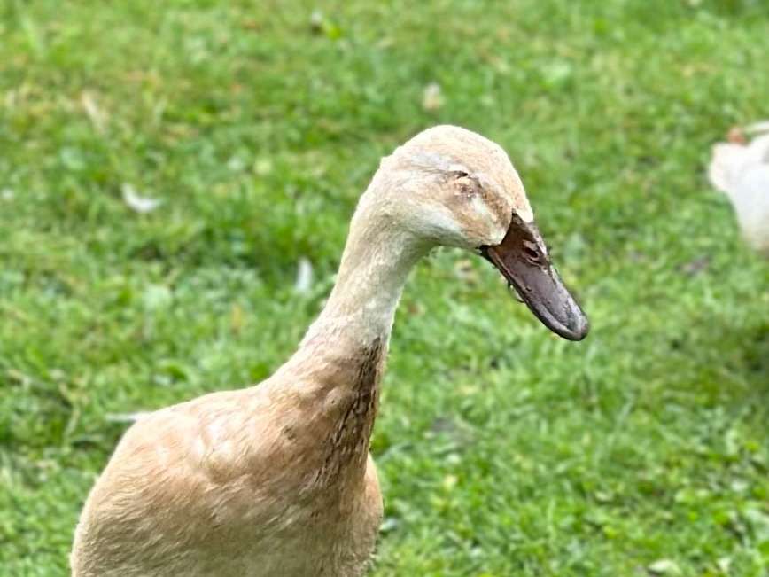 Ansicht 3 von Tierarztpraxis an den Emscherauen