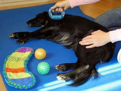 Ansicht 1 von Hundephysiotherapie Birgit Wendt