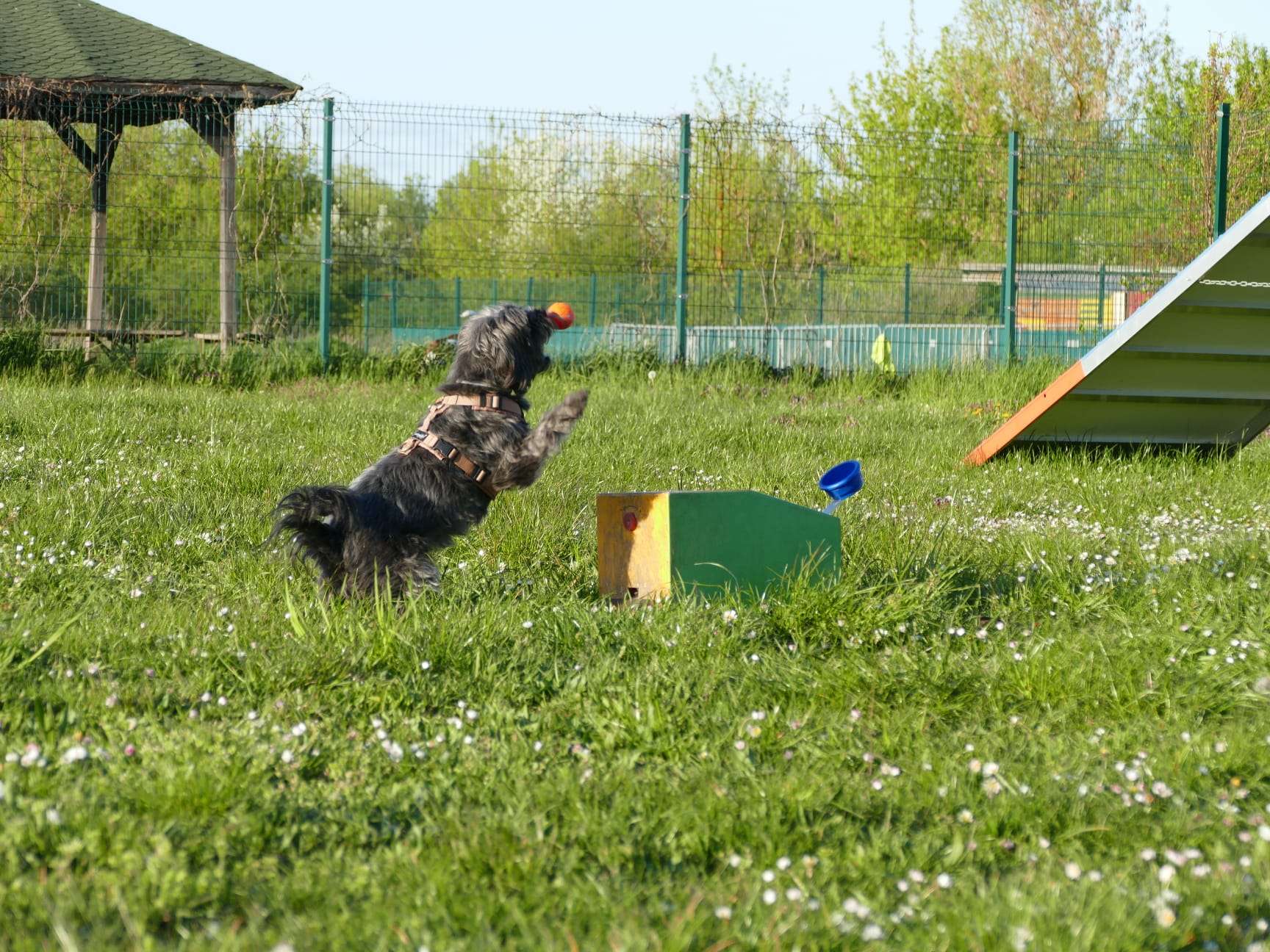 Ansicht 3 von Tiertherapie Berlin · Tierphysiotherapie & Tiergesundheit