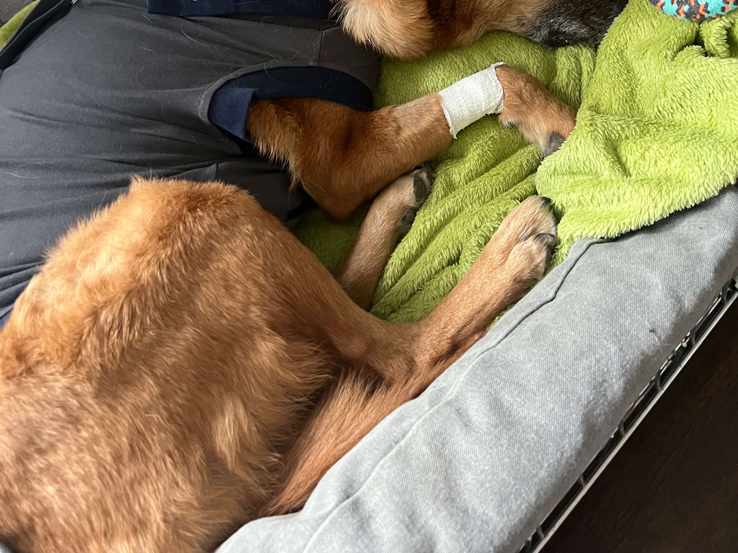 Ansicht 1 von Tierärztliche Klinik Gessertshausen Altano