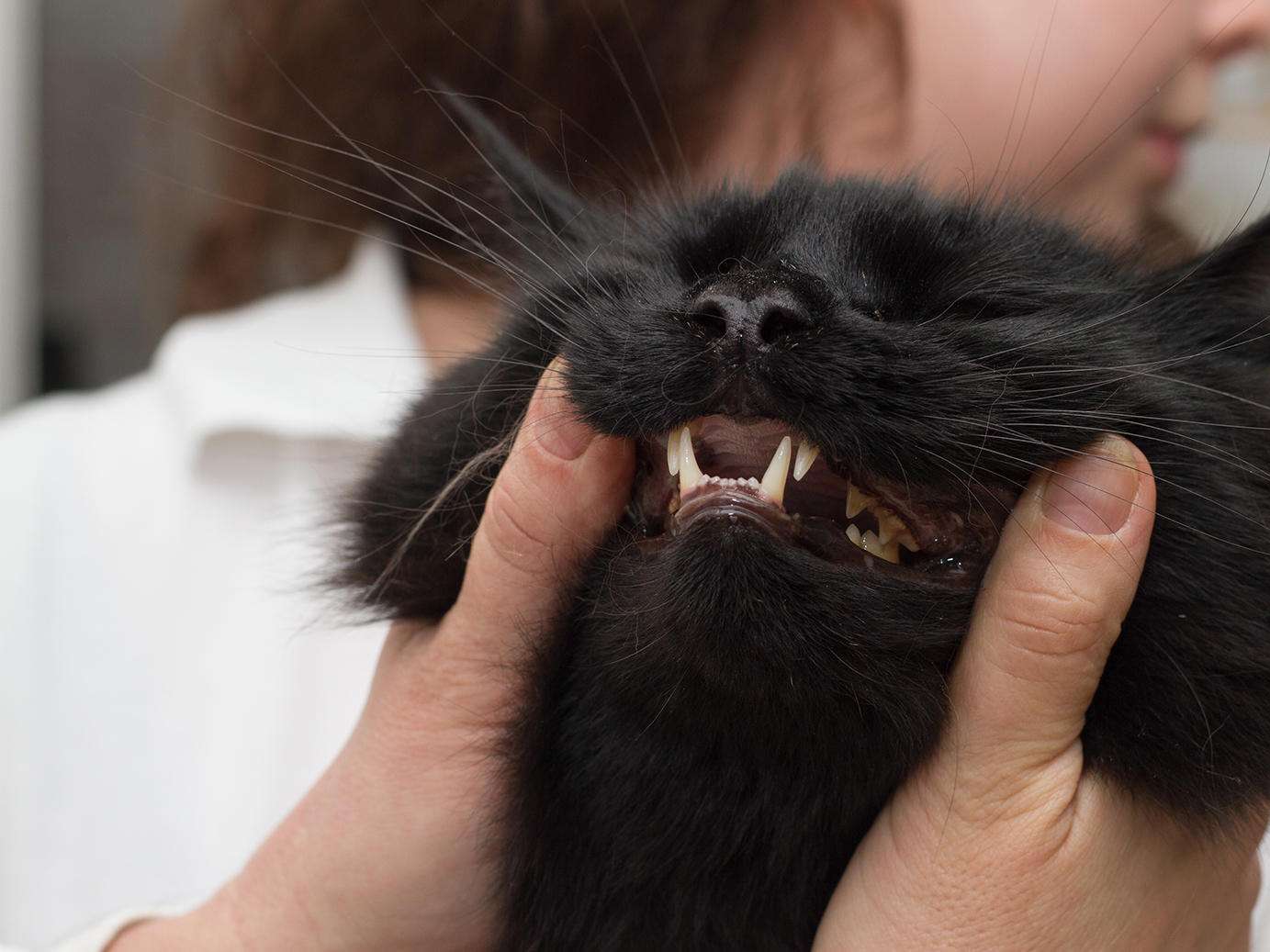 Ansicht 1 von Dr. med. vet. Bianca Dusi-Färber | Tierarzt | Vaterstetten