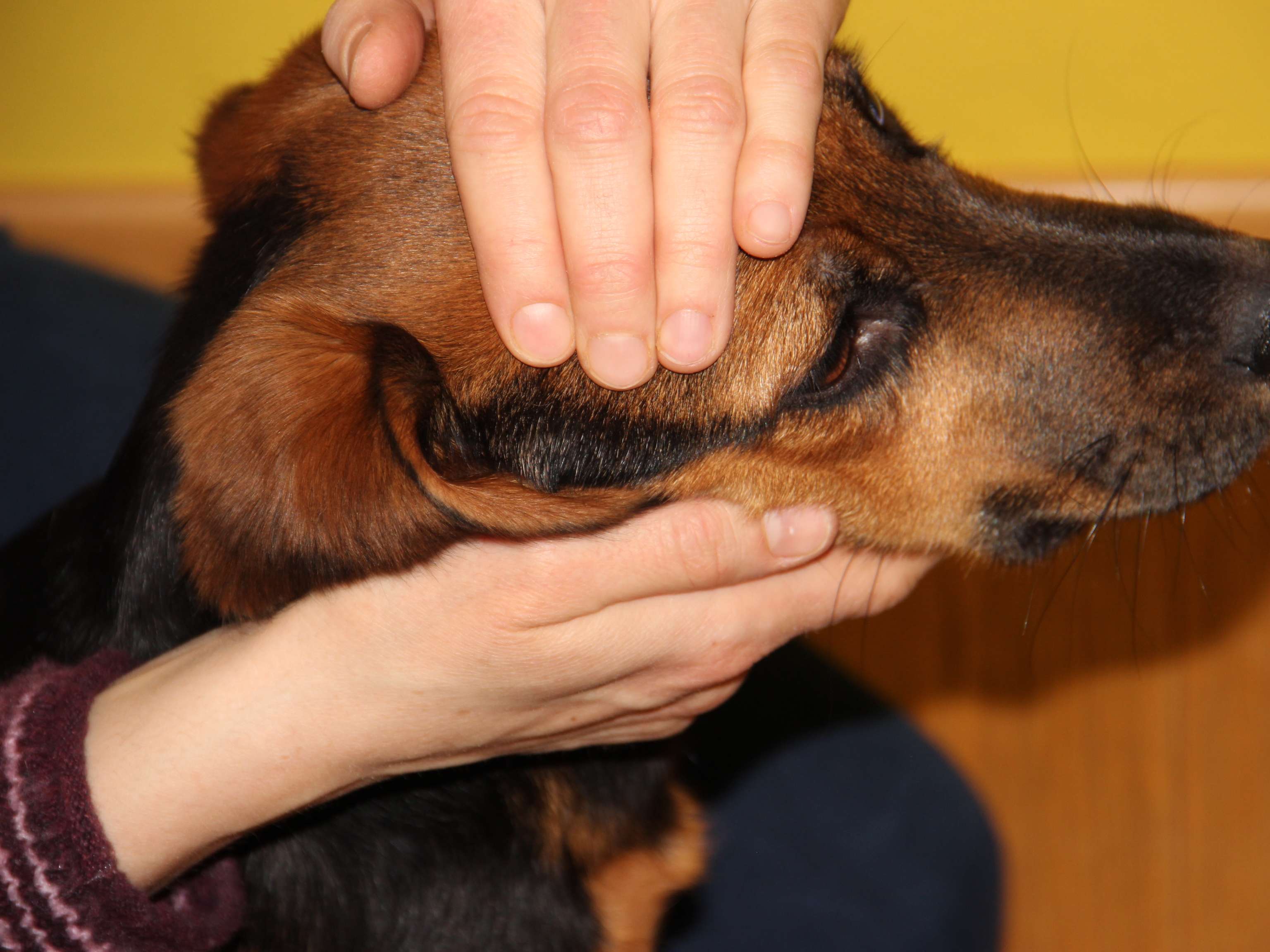 Ansicht 1 von Tierärztin Dr. Bianca Rieger - Naturheilpraxis, Osteopathie, Ernährung, Tierkommunikation