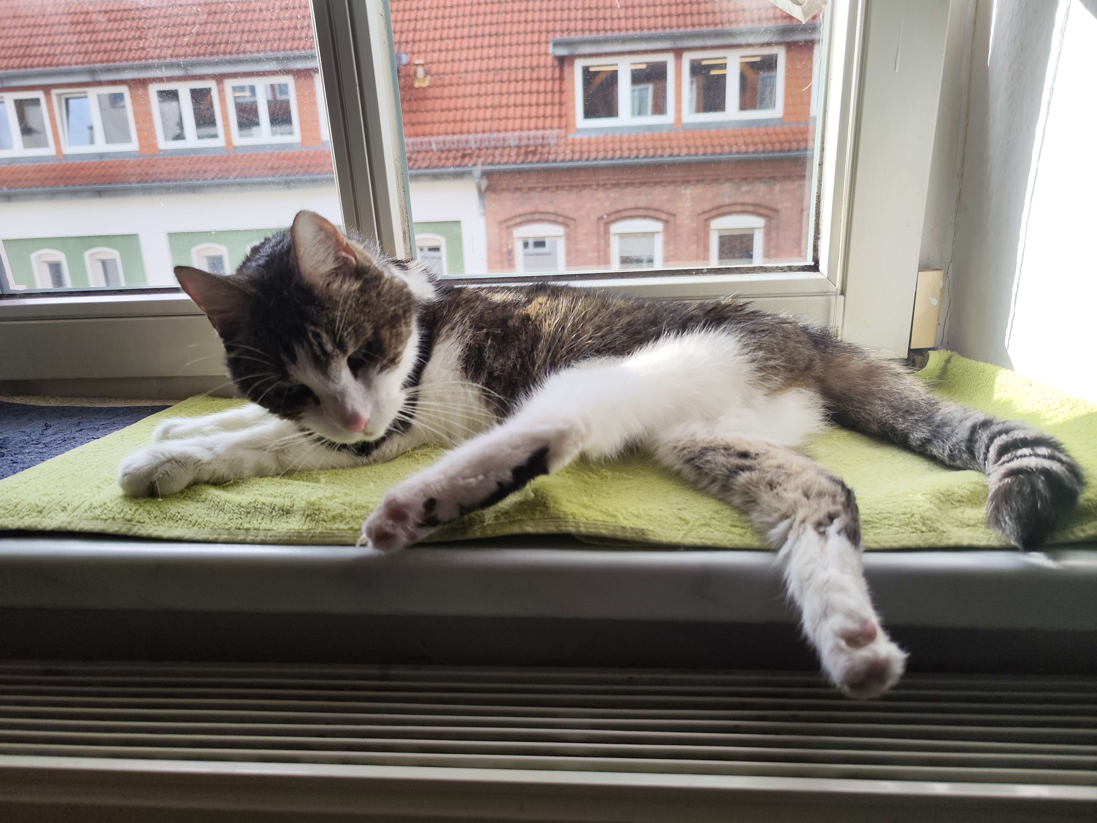 Ansicht 3 von PalliVet Mobile Tierarztpraxis Rostock