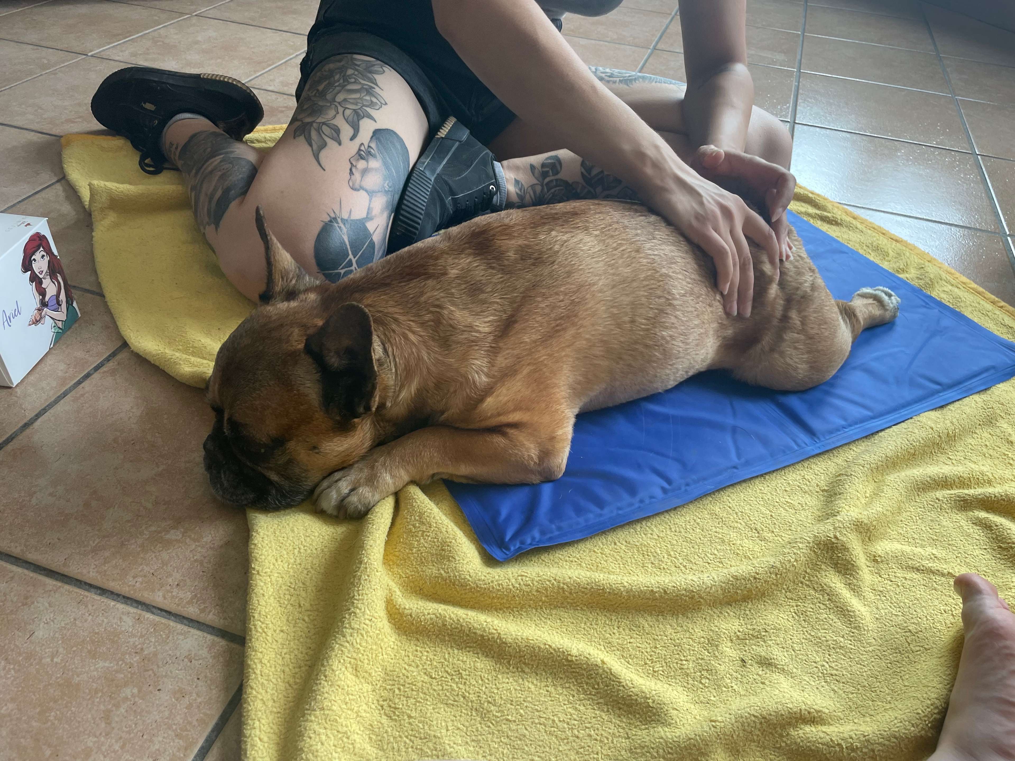 Ansicht 1 von Tierphysiotherapie Und Dorntherapie