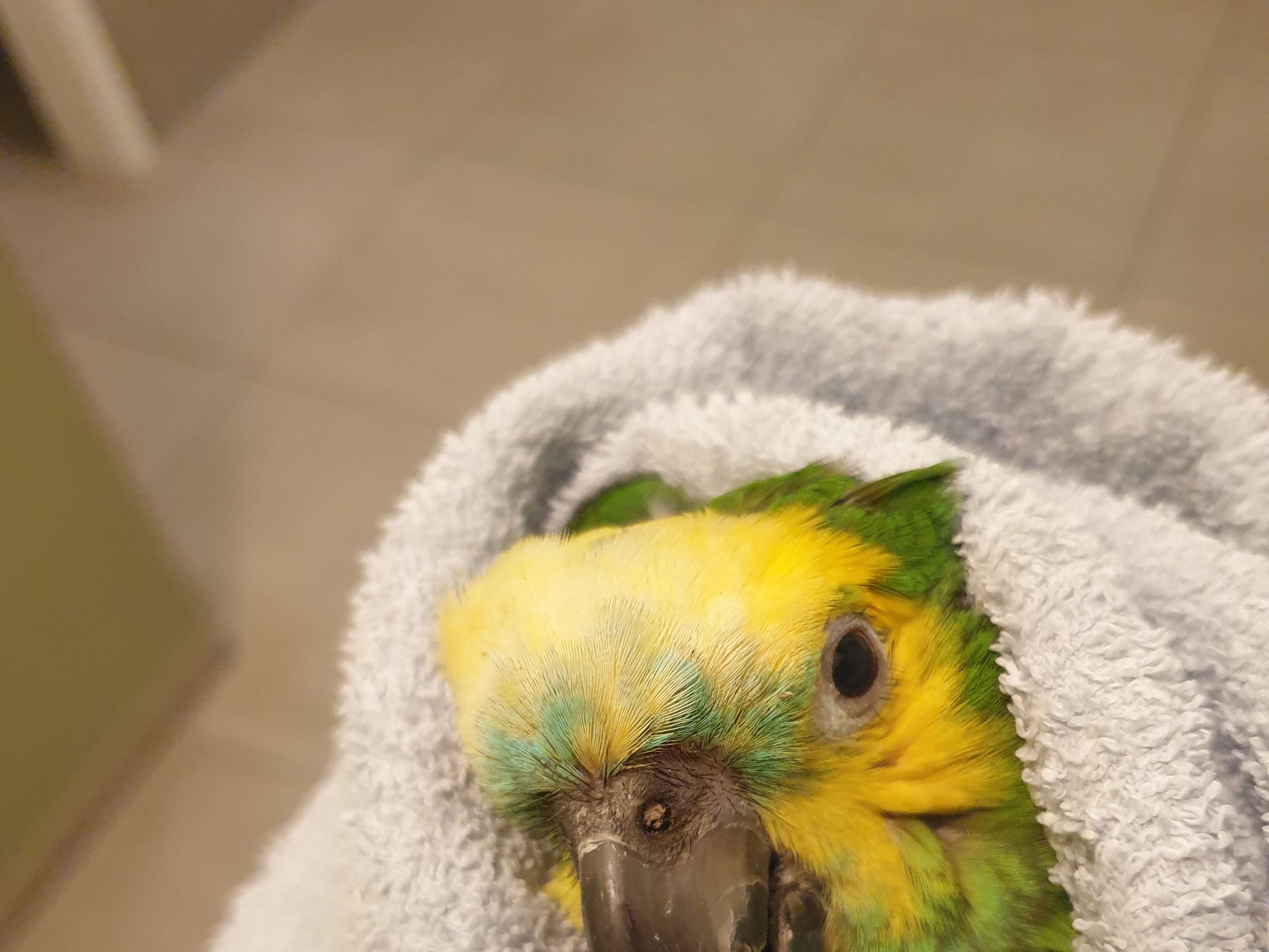 Ansicht 1 von Dr. Petra Zsivanovits Tierärztliche Praxis für Vogelmedizin