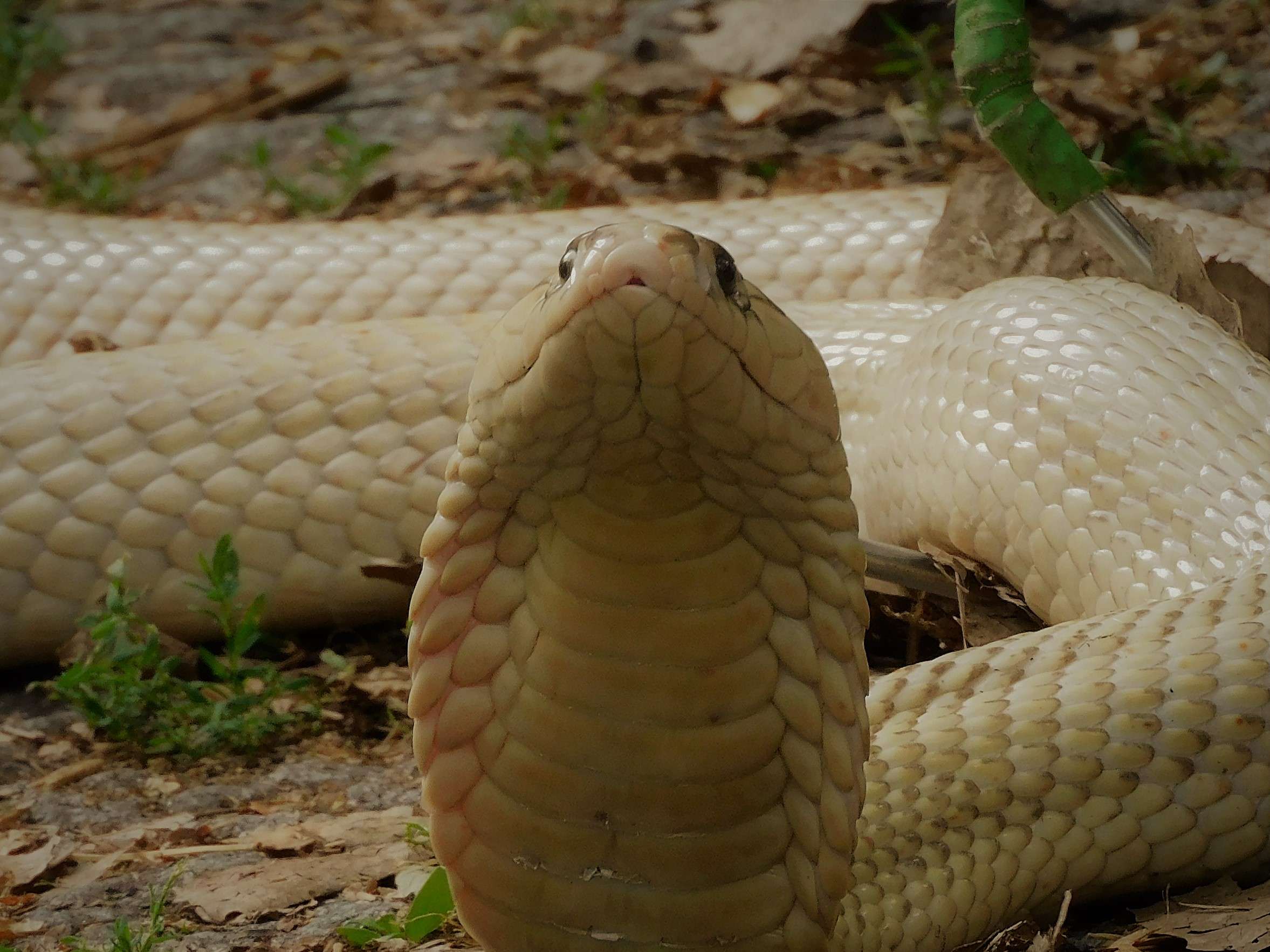 Ansicht 3 von Mobile Tierarztpraxis für Reptilien