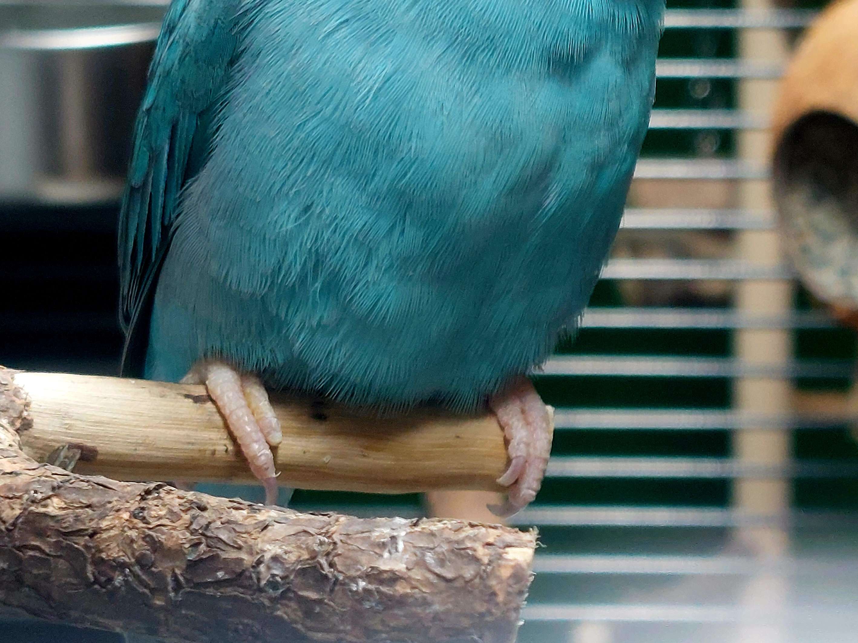 Ansicht 3 von Dr. Petra Zsivanovits Tierärztliche Praxis für Vogelmedizin