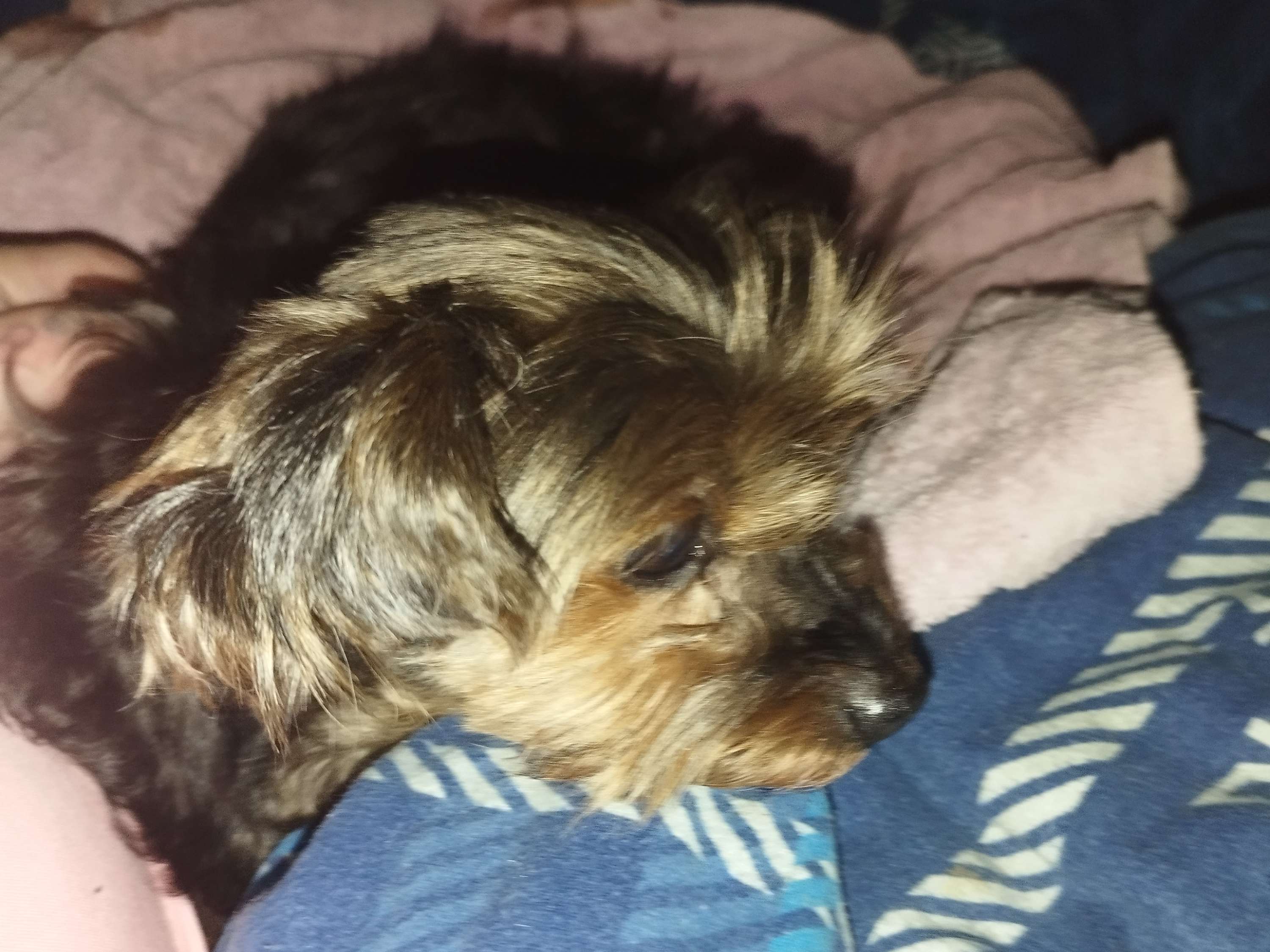 Ansicht 2 von Medivet Tierarztpraxis Pinneberg
