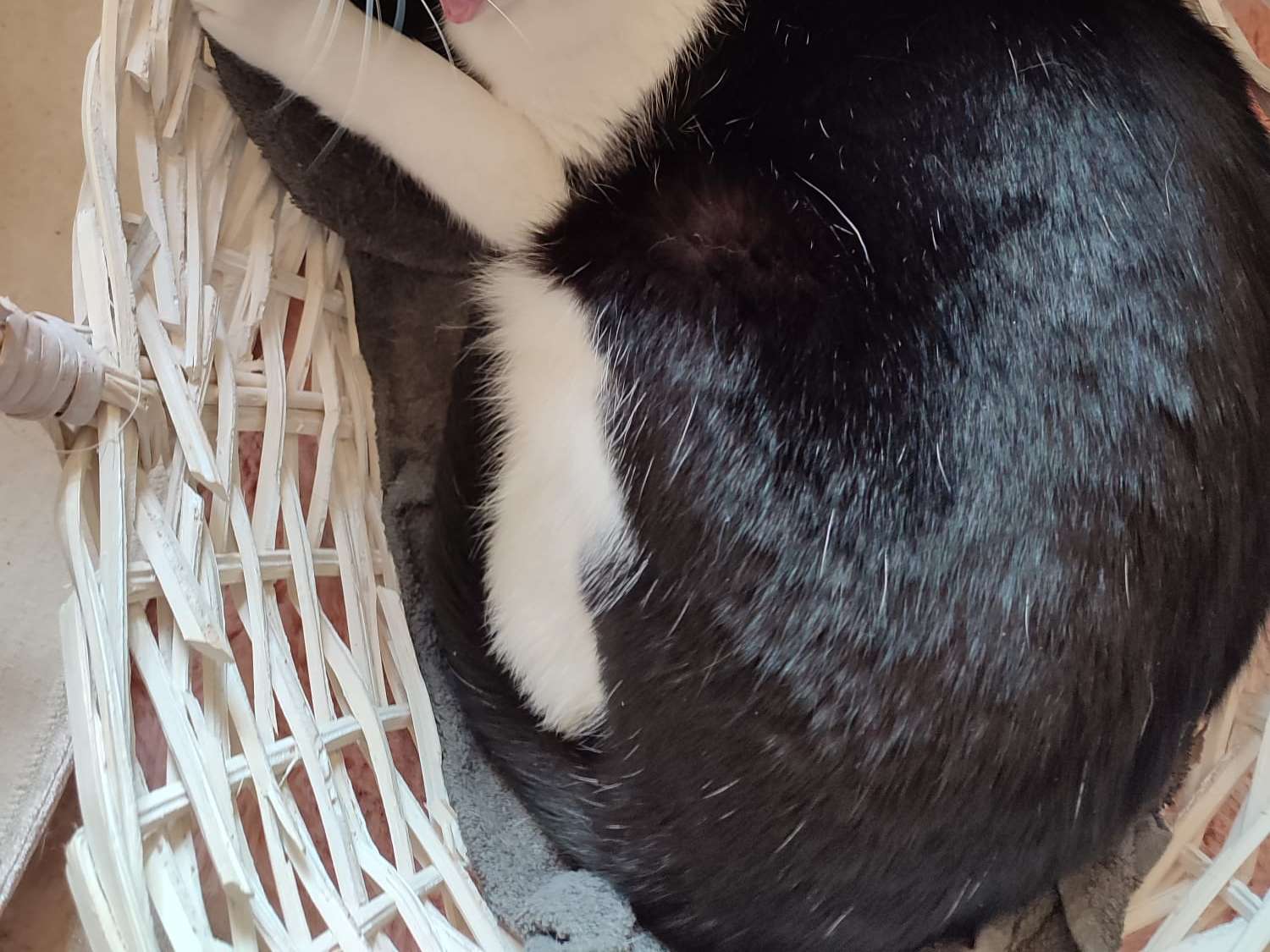 View 3 of Tierarzt Dr. Tilzer Regina, 1060 Wien