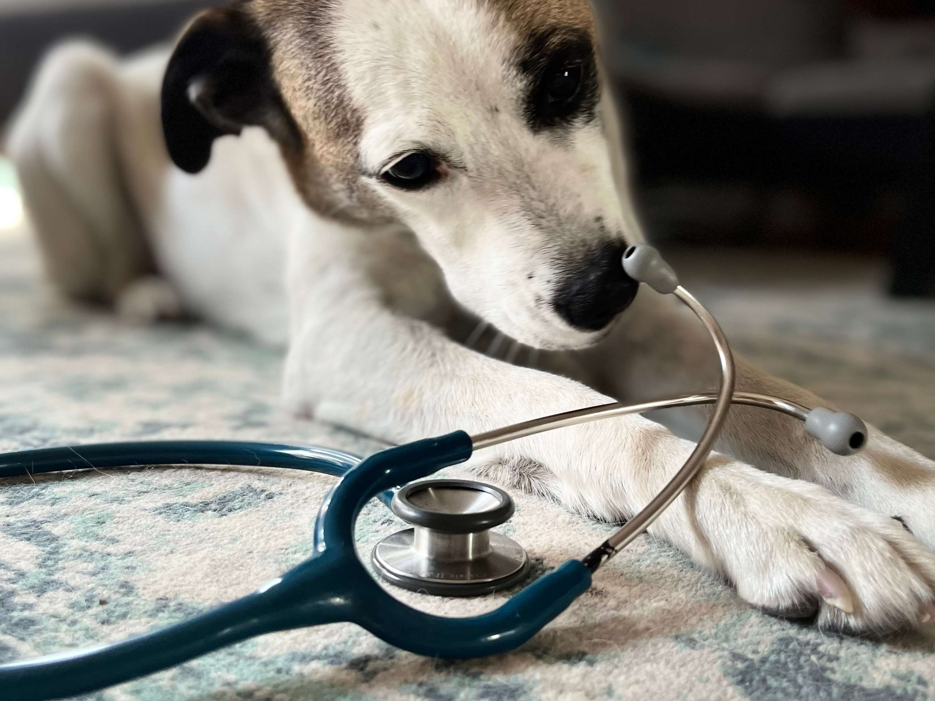 Ansicht 1 von Tierarztpraxis Dr. med. vet. Laura Oelker