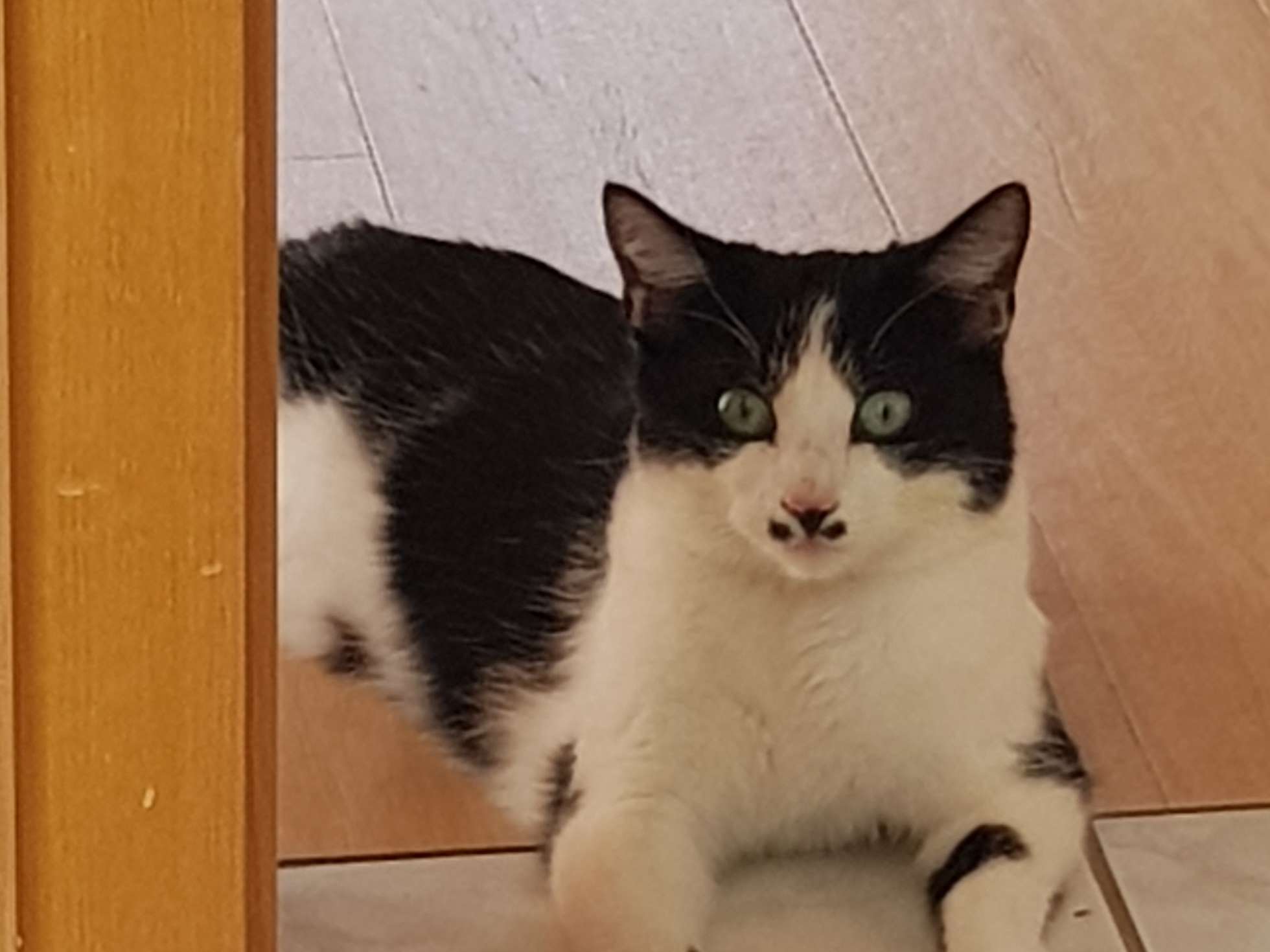 Ansicht 2 von Simon U. u. Weber M. Dres. med. vet. Tierärzte