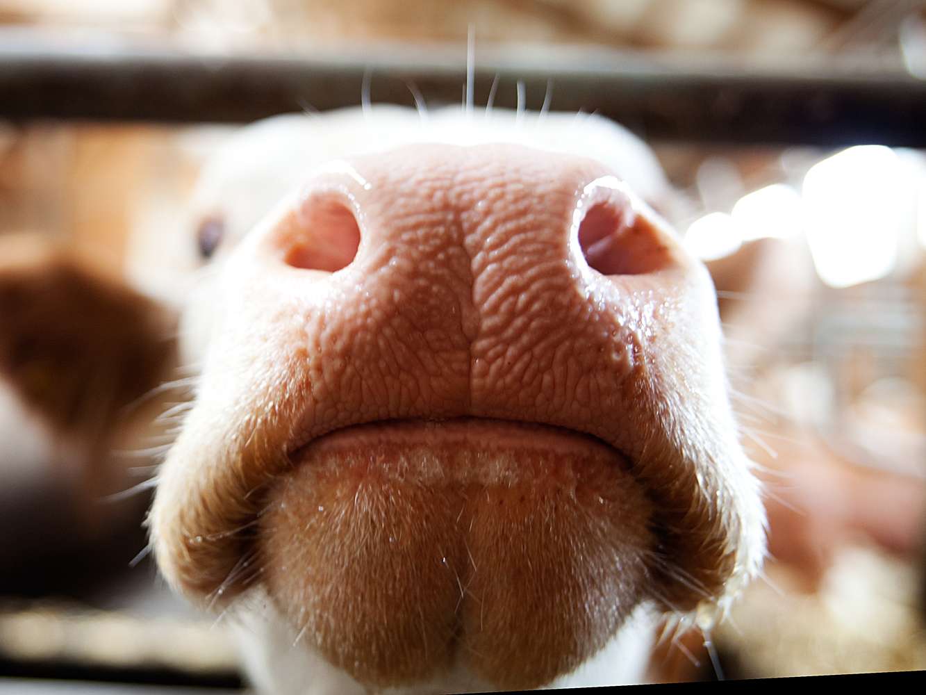 Ansicht 1 von Tierärzte Team Neukirchen