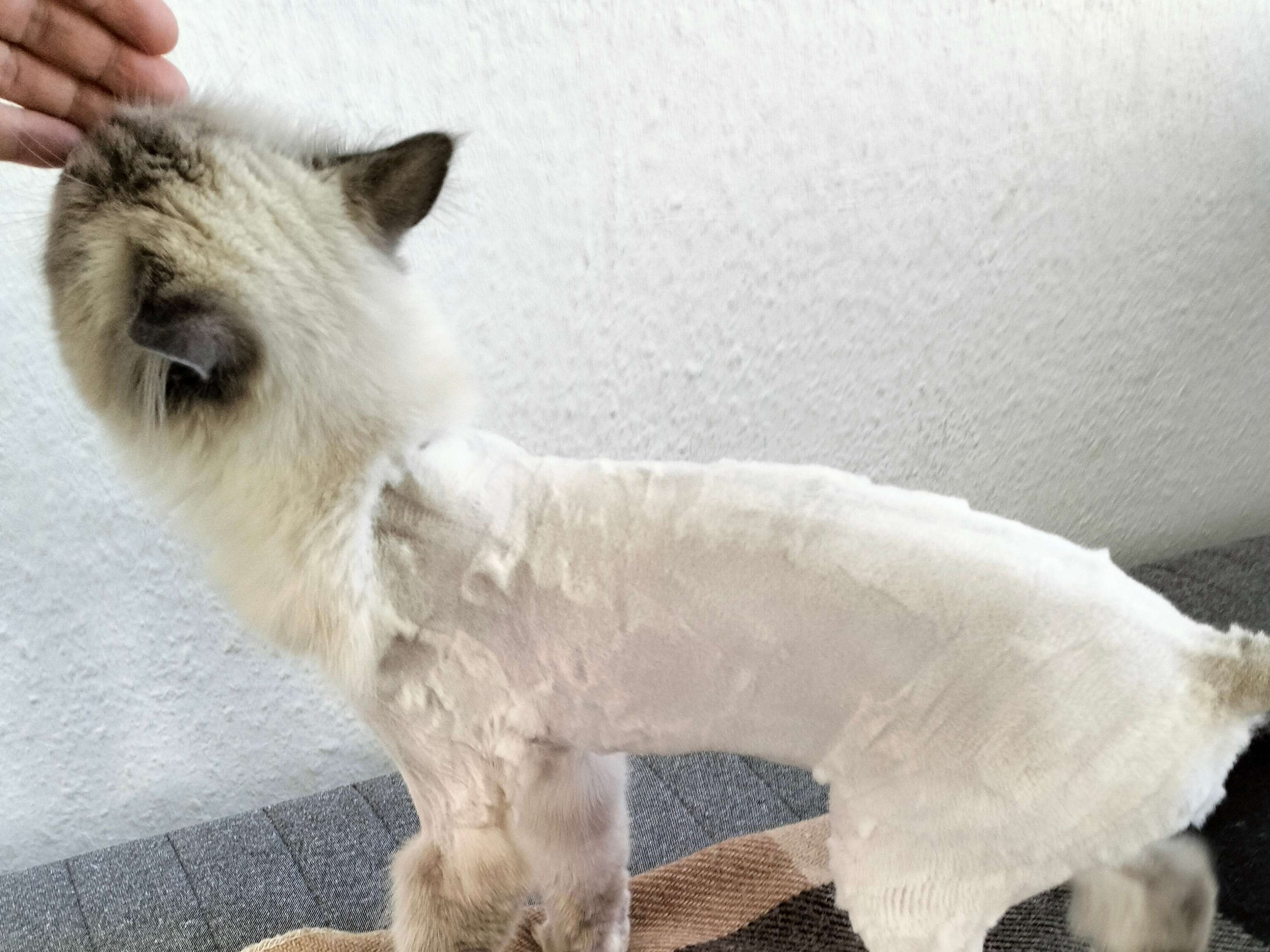 Ansicht 3 von Täuber A. Dr.med.vet.