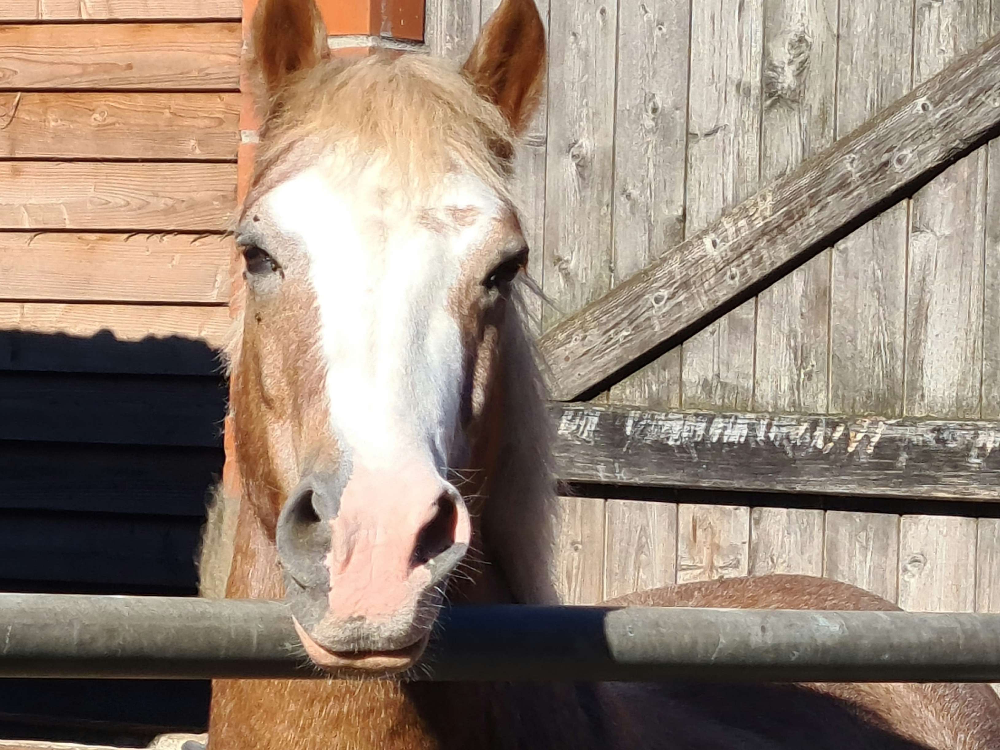 Ansicht 2 von Equine Dental Care Rabea Neubaum-Otte