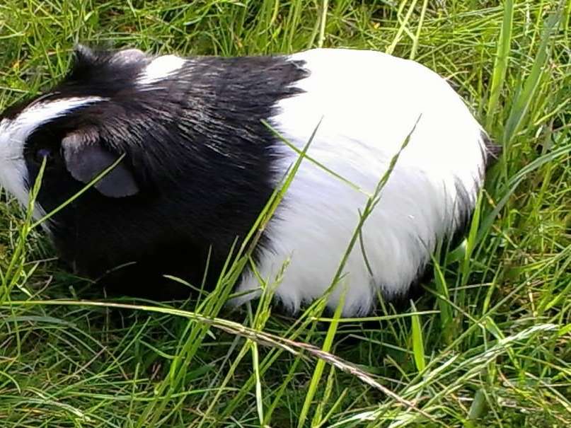Ansicht 2 von Tierheilpraxis Röwer