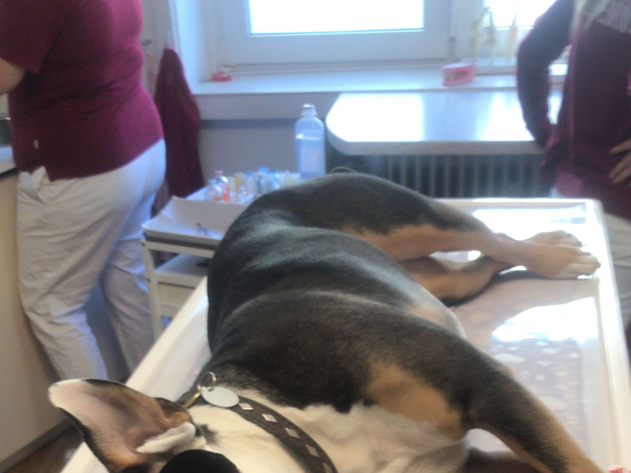Ansicht 2 von Schmerztherapeutische Kleintierpraxis Kai Wilms GmbH