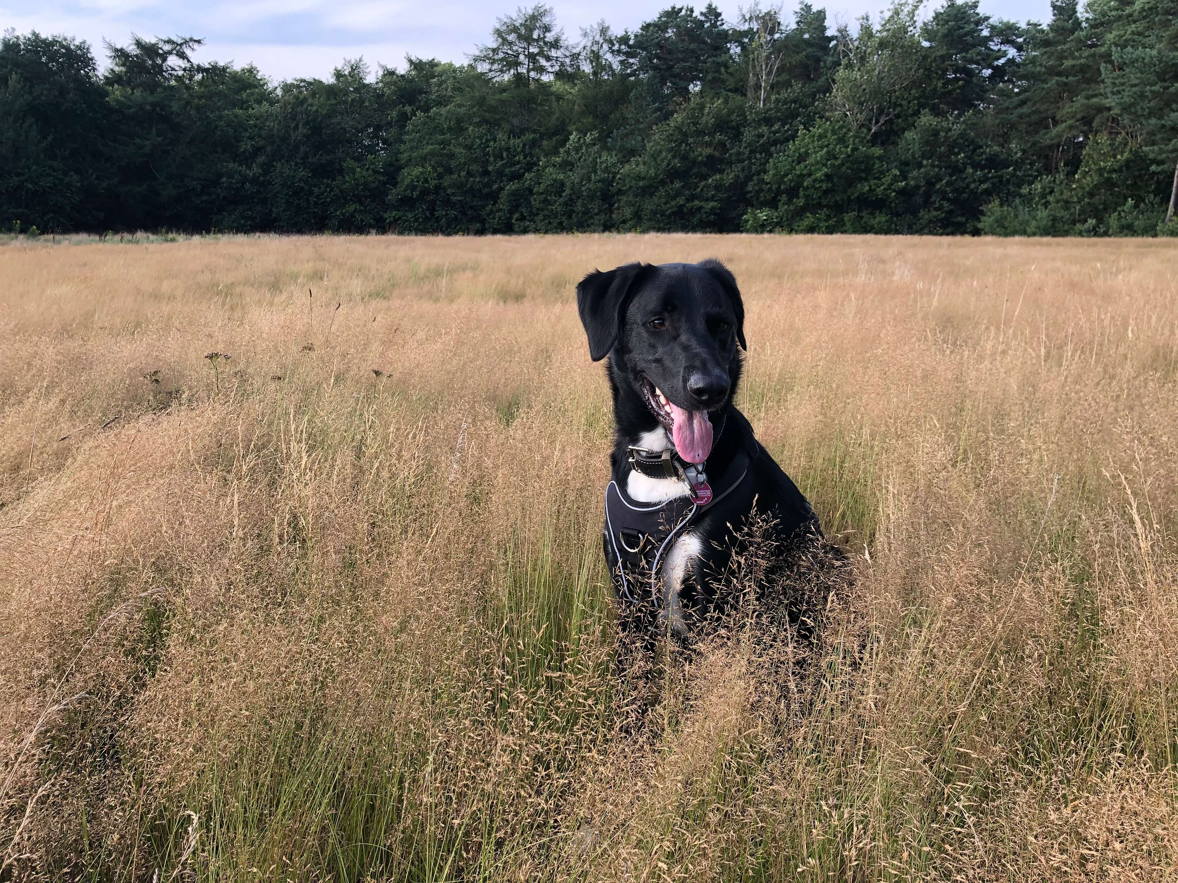 Ansicht 2 von Dog IN Motion- Hundeosteopathie und Physiotherapie