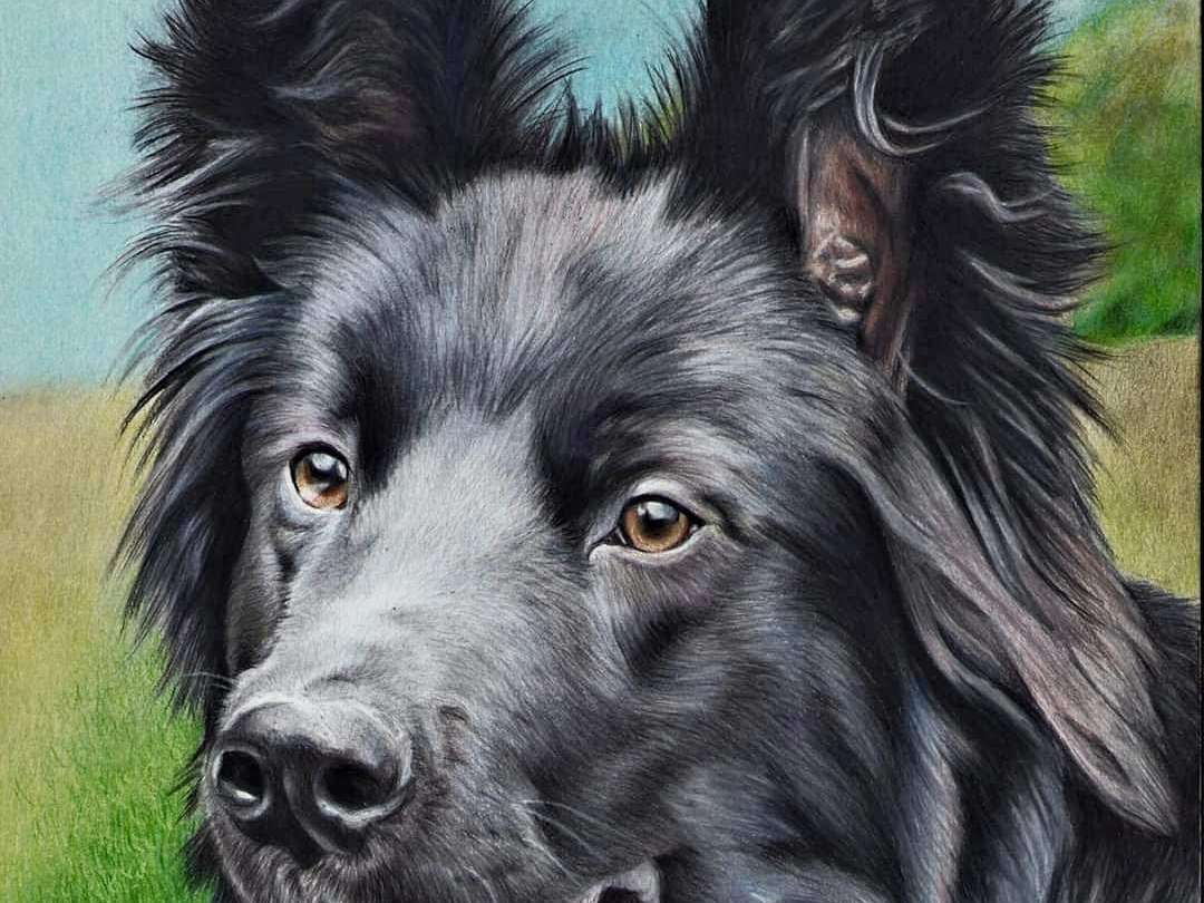 Ansicht 3 von Hundephysiotherapie Clarissa Büschgens